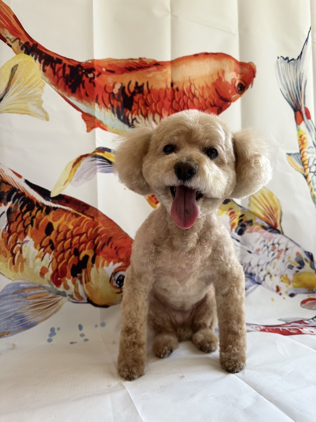 プードルのフランちゃん トリミングコ ース