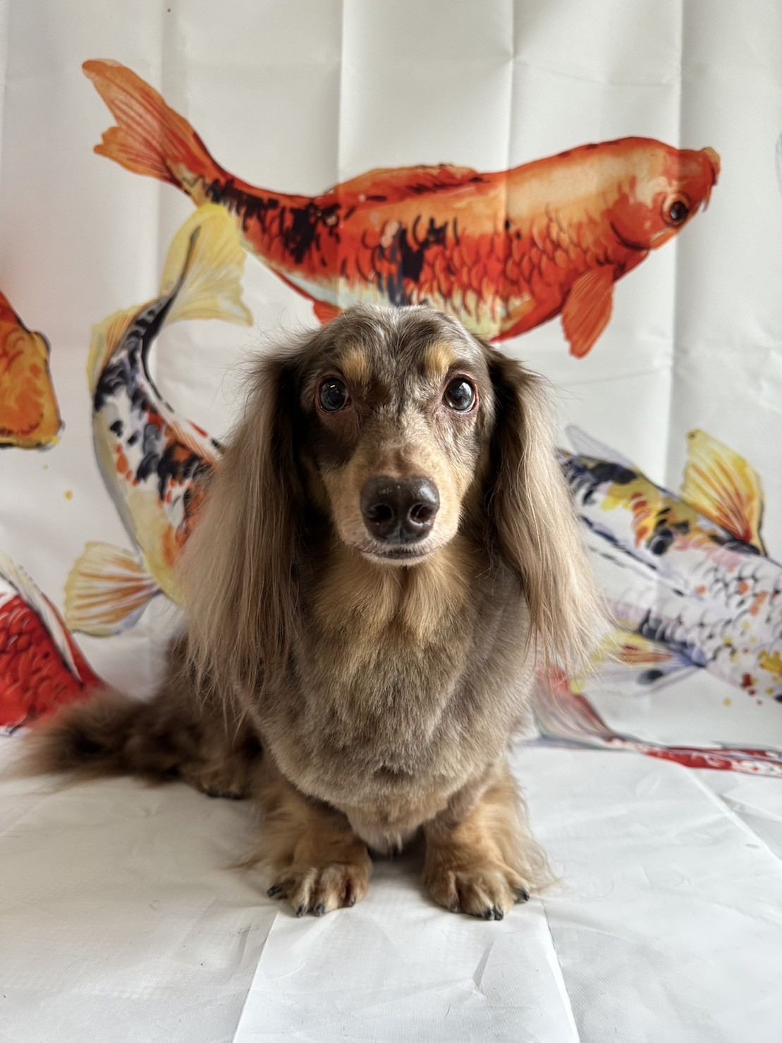 ダックスのシエルちゃん グルーミングコース 部分カット