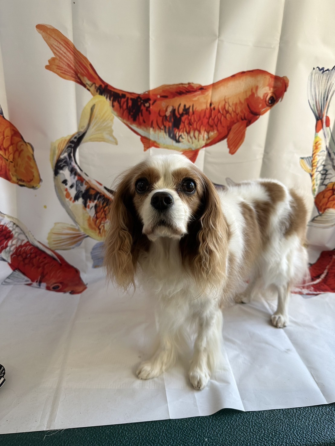 キャバリアのレノンちゃん グルーミングコース デンタル