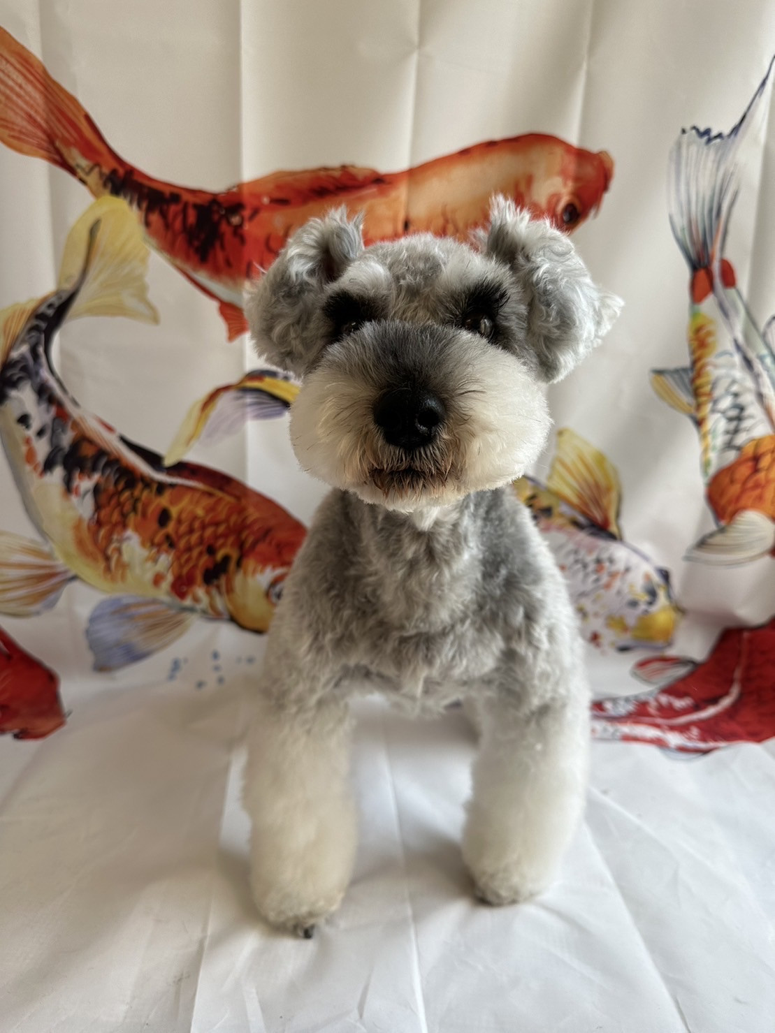 シュナウザーのペッパーちゃん グルーミングコース