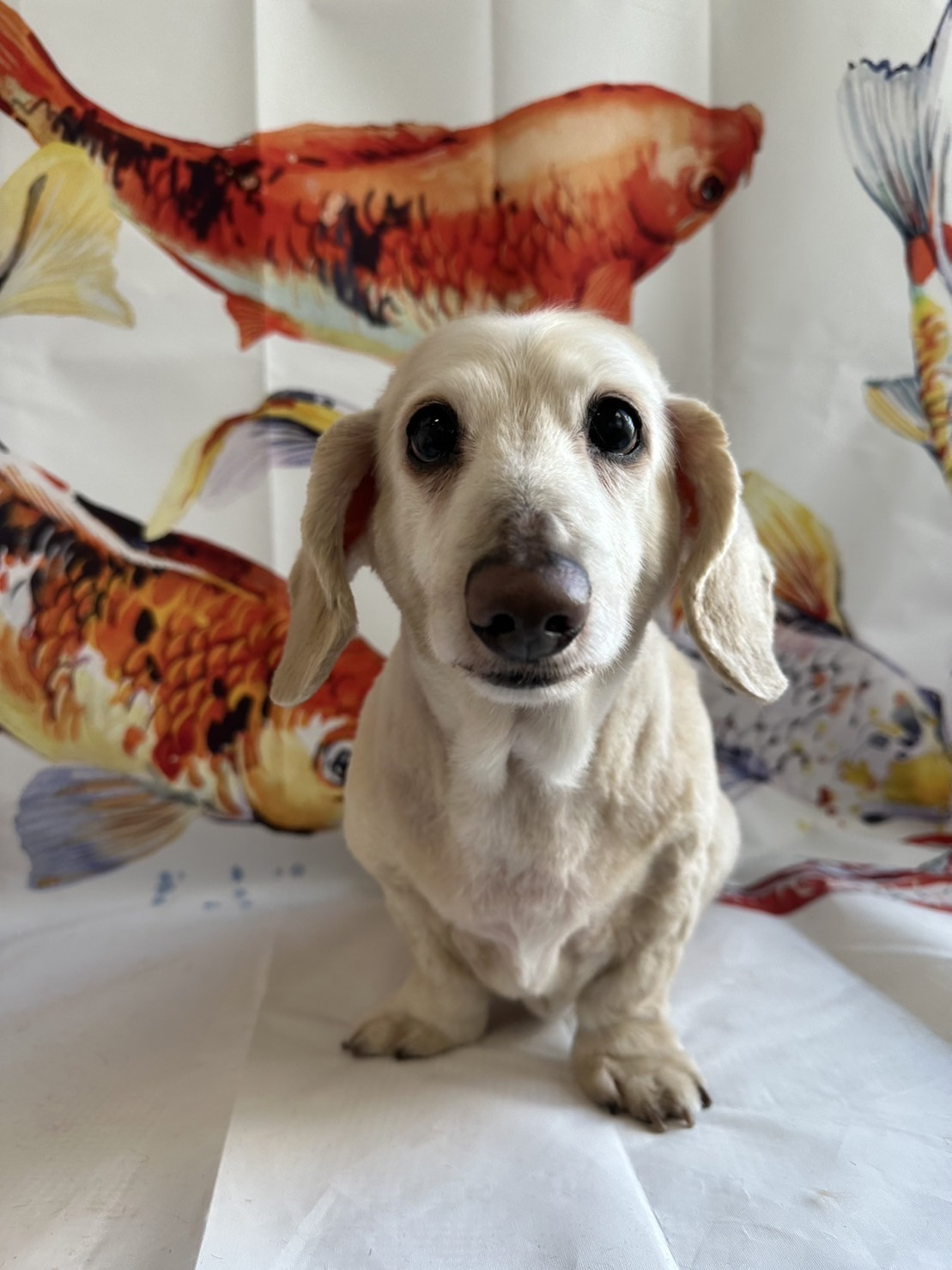 ダックスのチョコちゃん トリミングコ ース