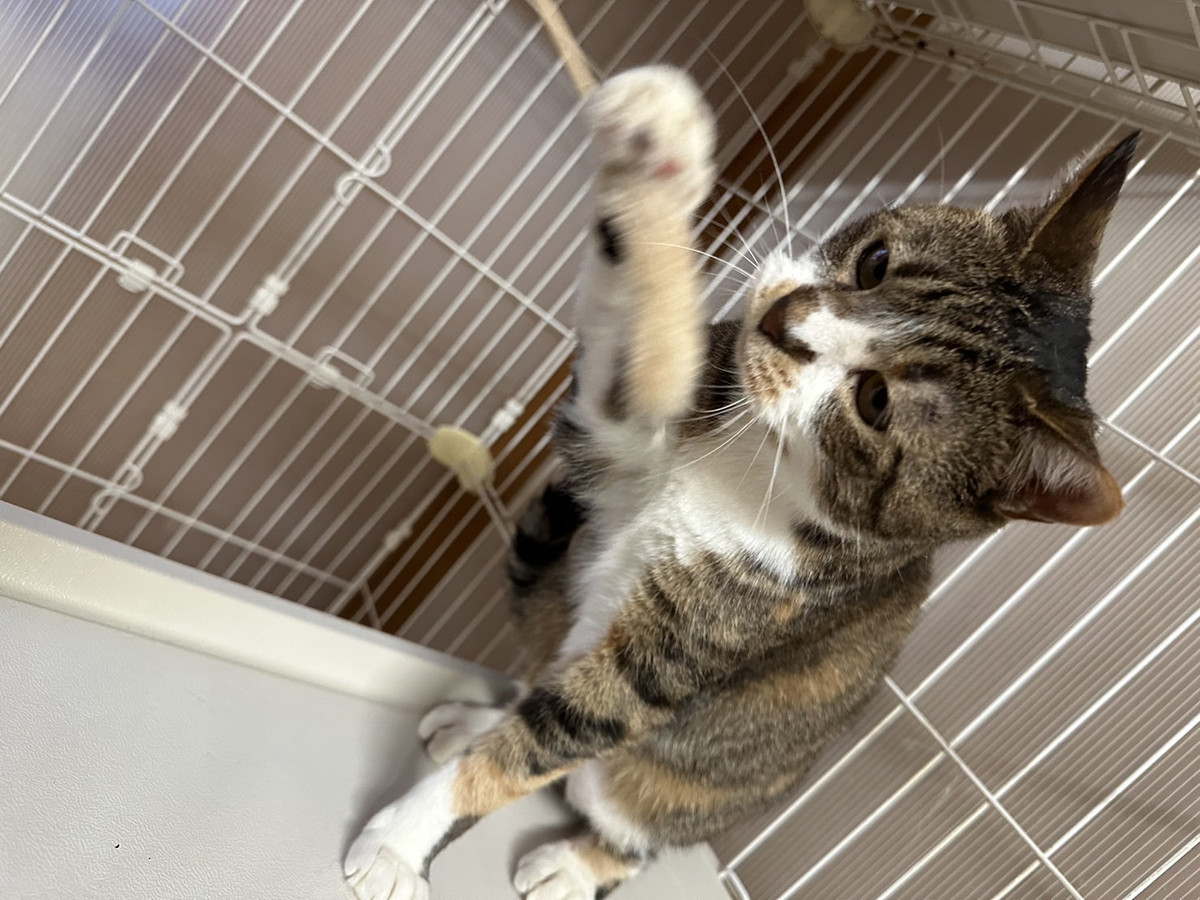猫のにんにちゃん お泊まりの様子