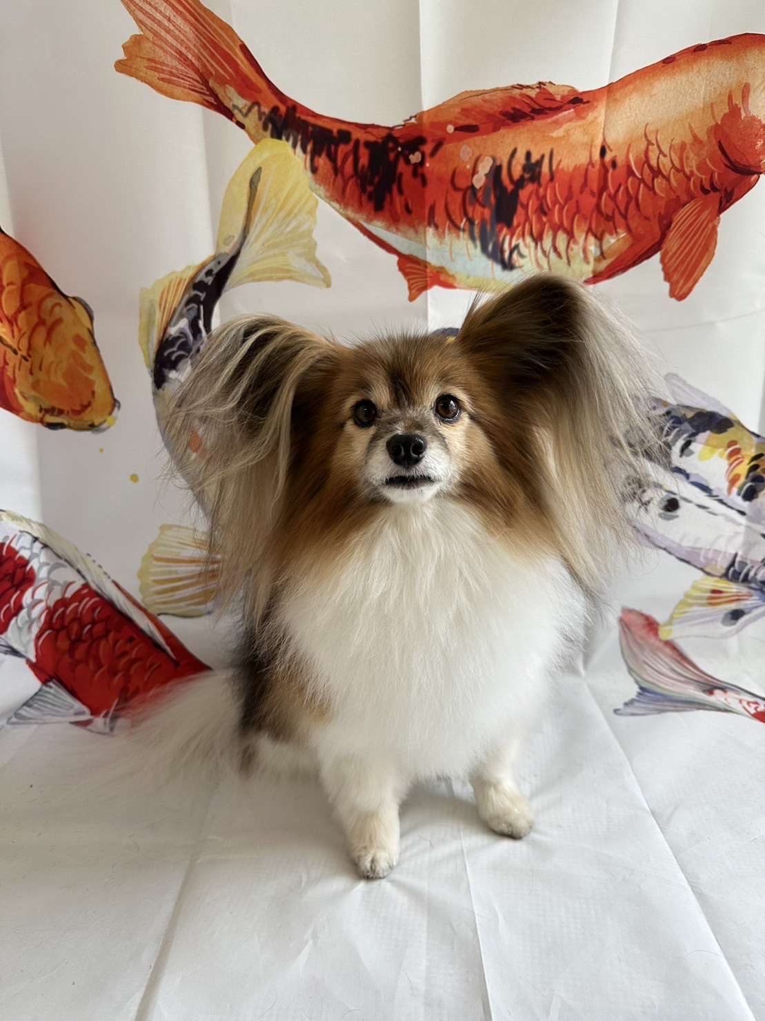 パピヨンのパピ助ちゃん グルーミングコース　デンタル