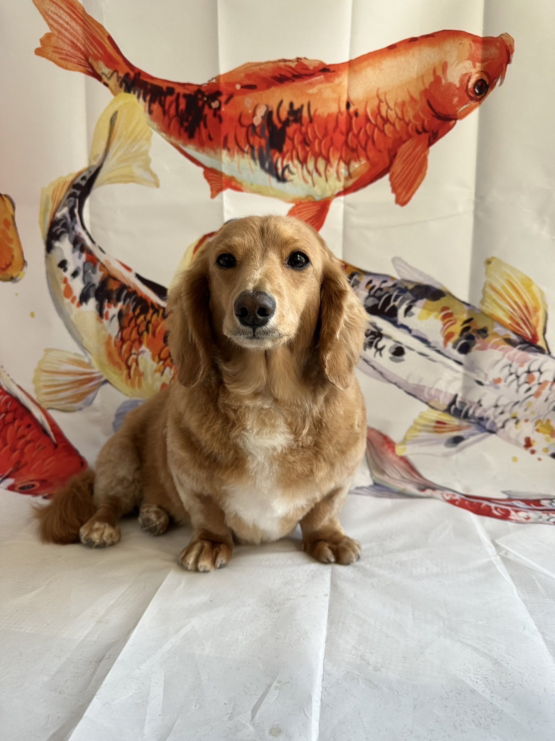 ダックスのモカちゃん トリミングコース デンタル