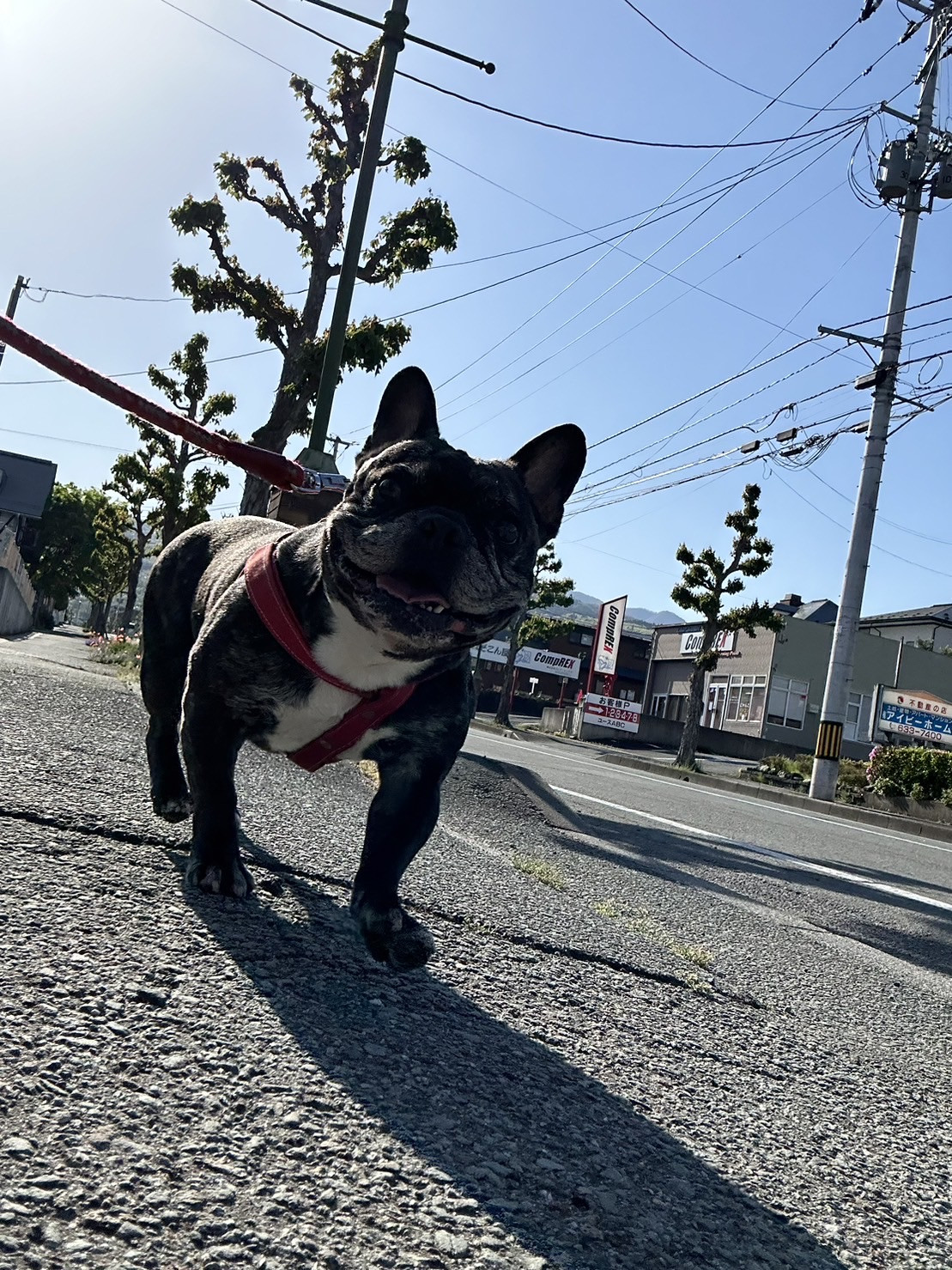 フレブルのゴンちゃん お泊まりの様子