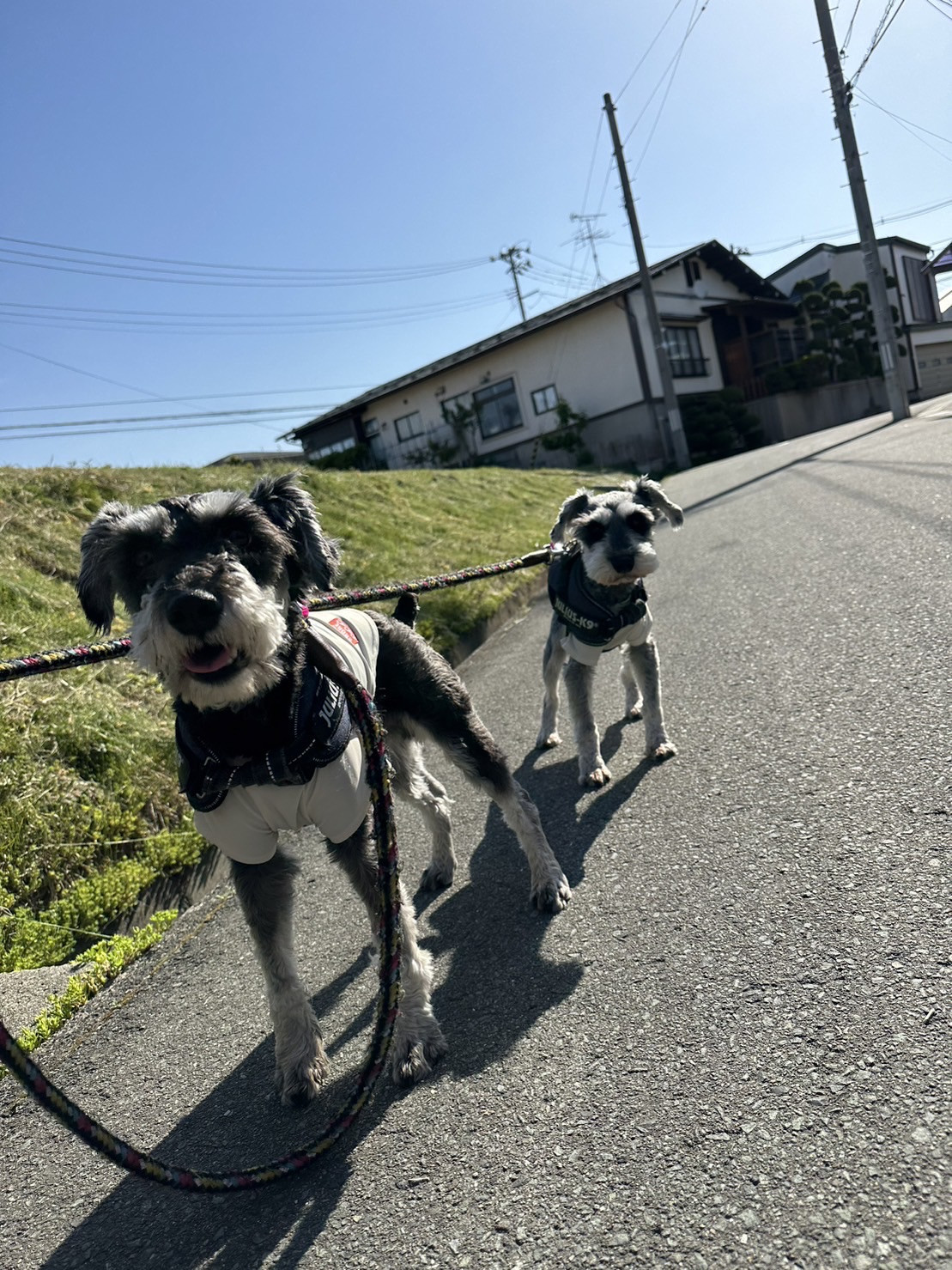 シュナウザーのルイスちゃん＆バロンちゃん お泊まりの様子