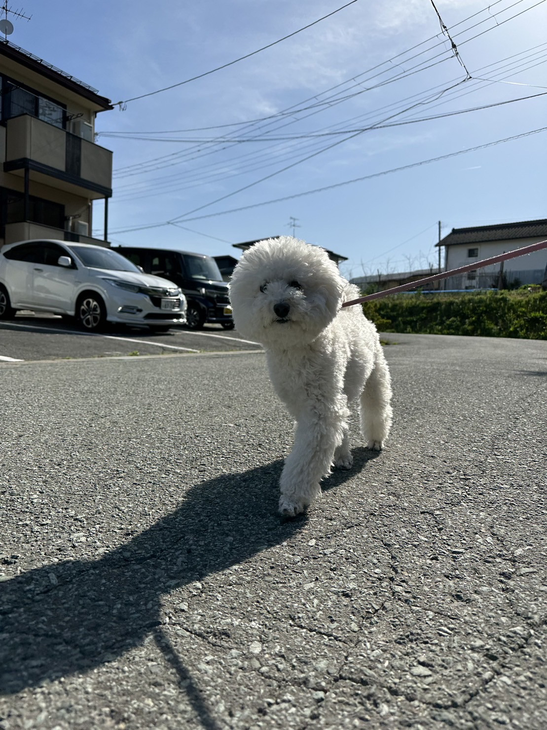 プードルのむくちゃん お泊まりの様子