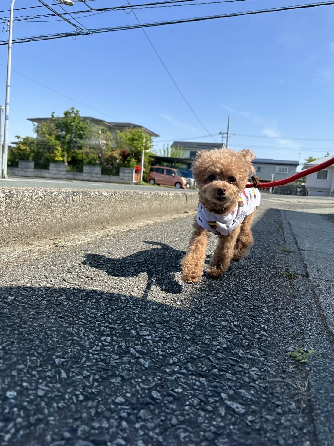 プードルのむぎちゃん お泊まりの様子