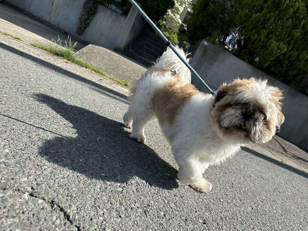 シーズーのモコちゃん　お泊まりの様子