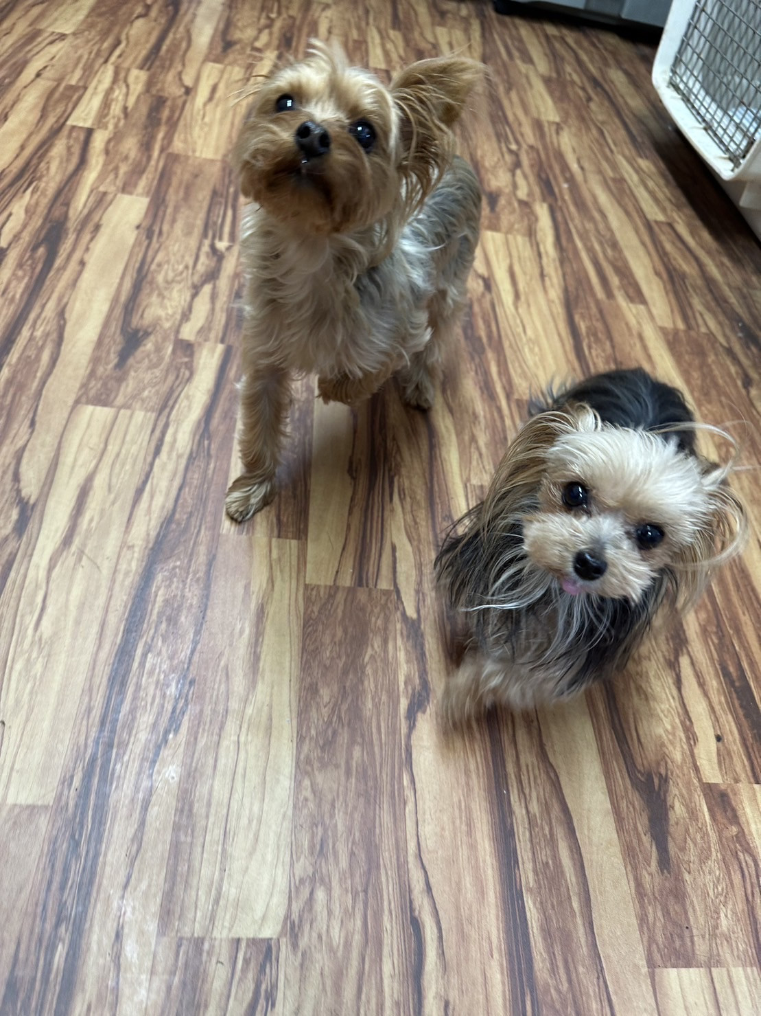 ヨーキーのアースちゃん＆ラキちゃん　お泊まりの様子