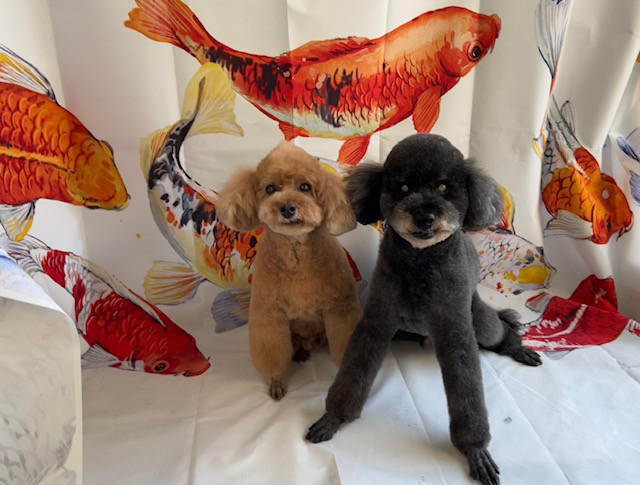 トイプードル 遼馬ちゃん慎太郎ちゃん トリミングコース