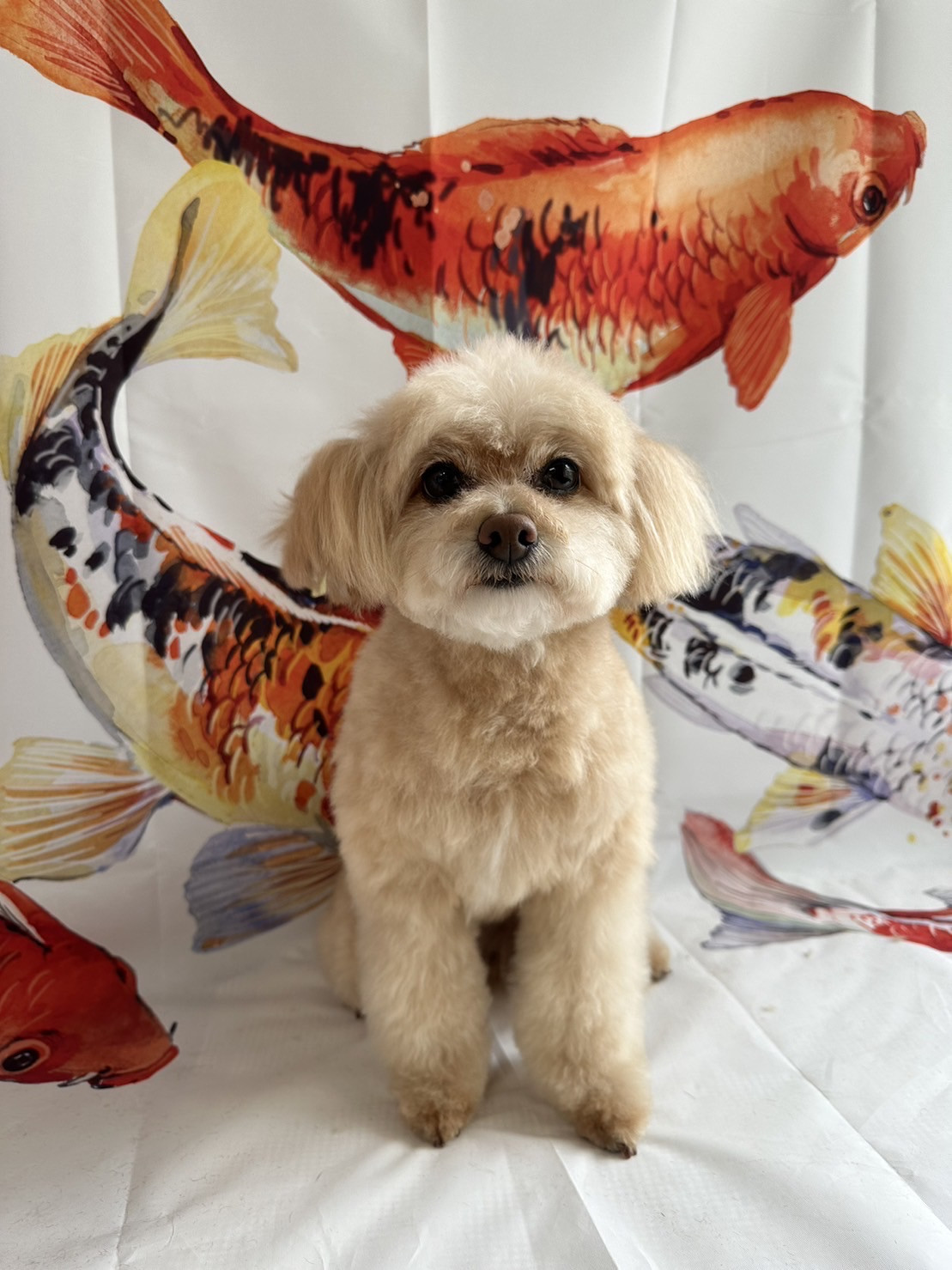 MIXの空太ちゃん グルーミングコース