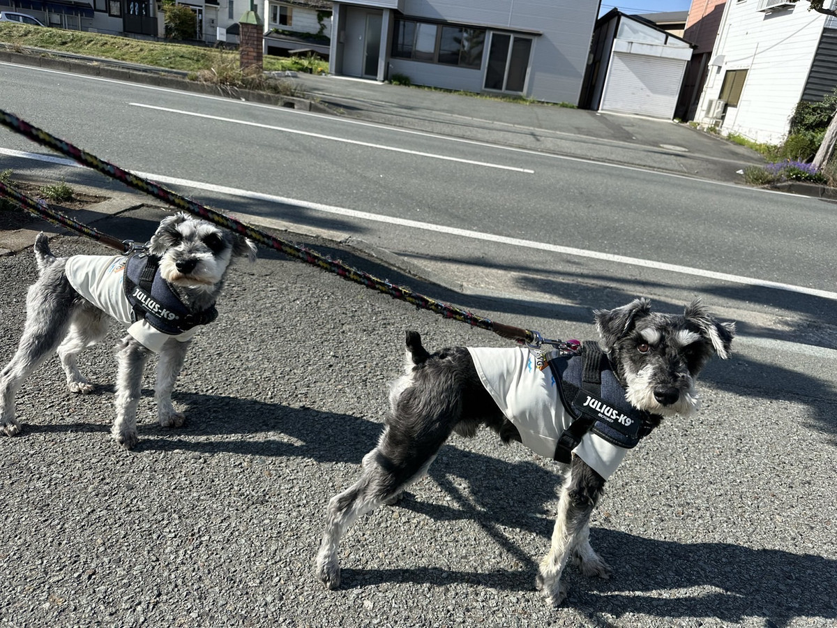 シュナウザーのルイスちゃん&バロンちゃん お泊まりの様子