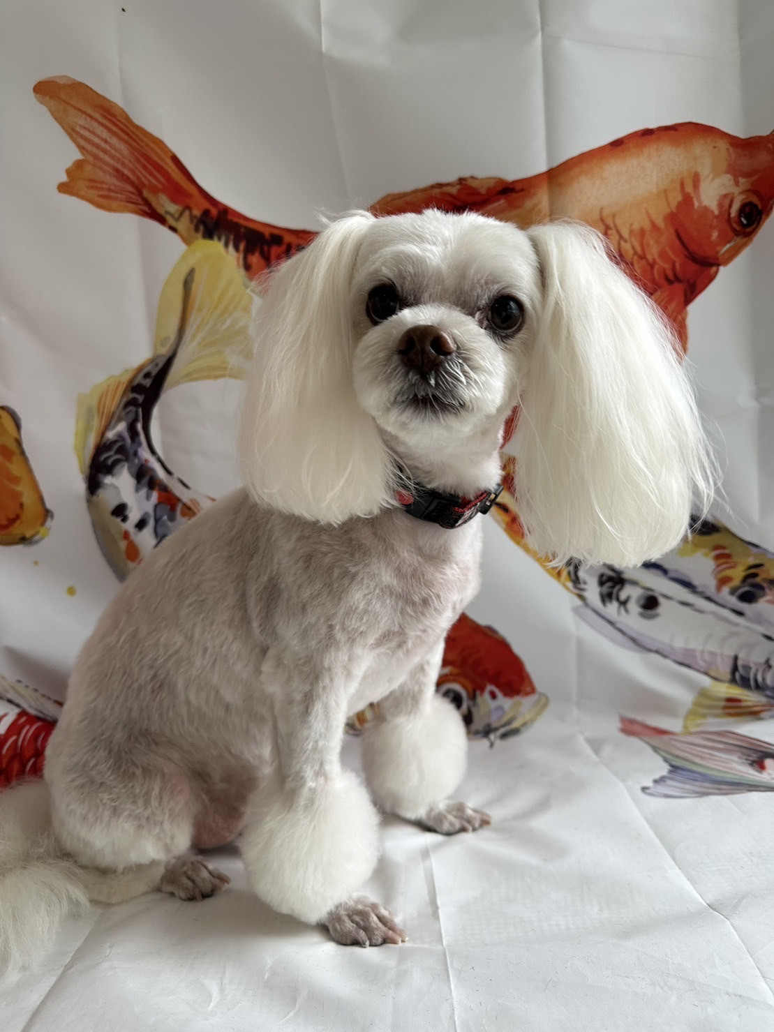 MIXのラフちゃん トリミングコース