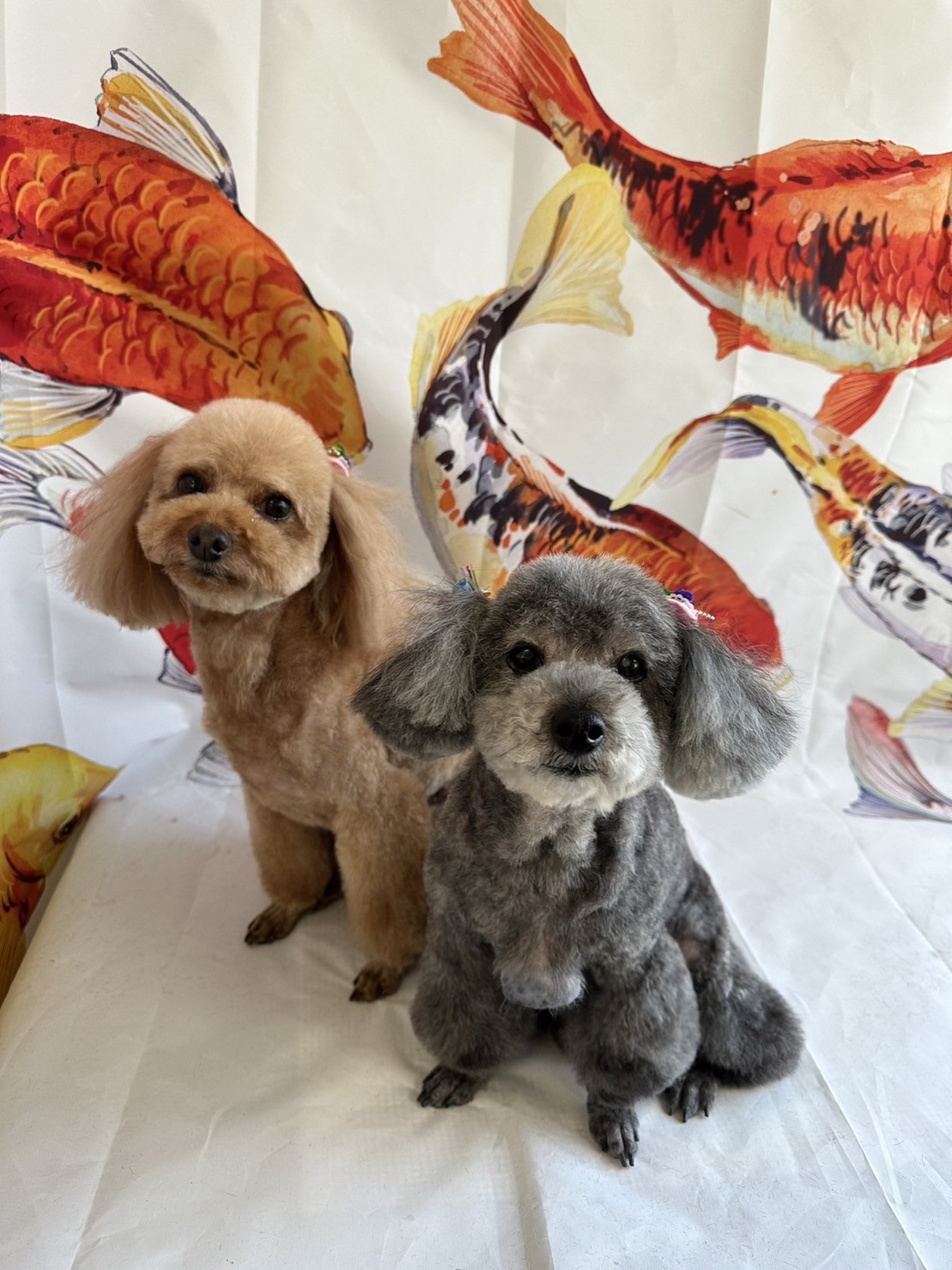 プードルのルナちゃん&すずちゃん トリミングコース