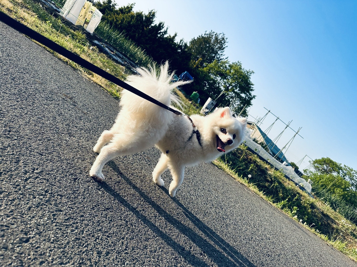 ポメラニアンのモコちゃん お泊まりの 様子