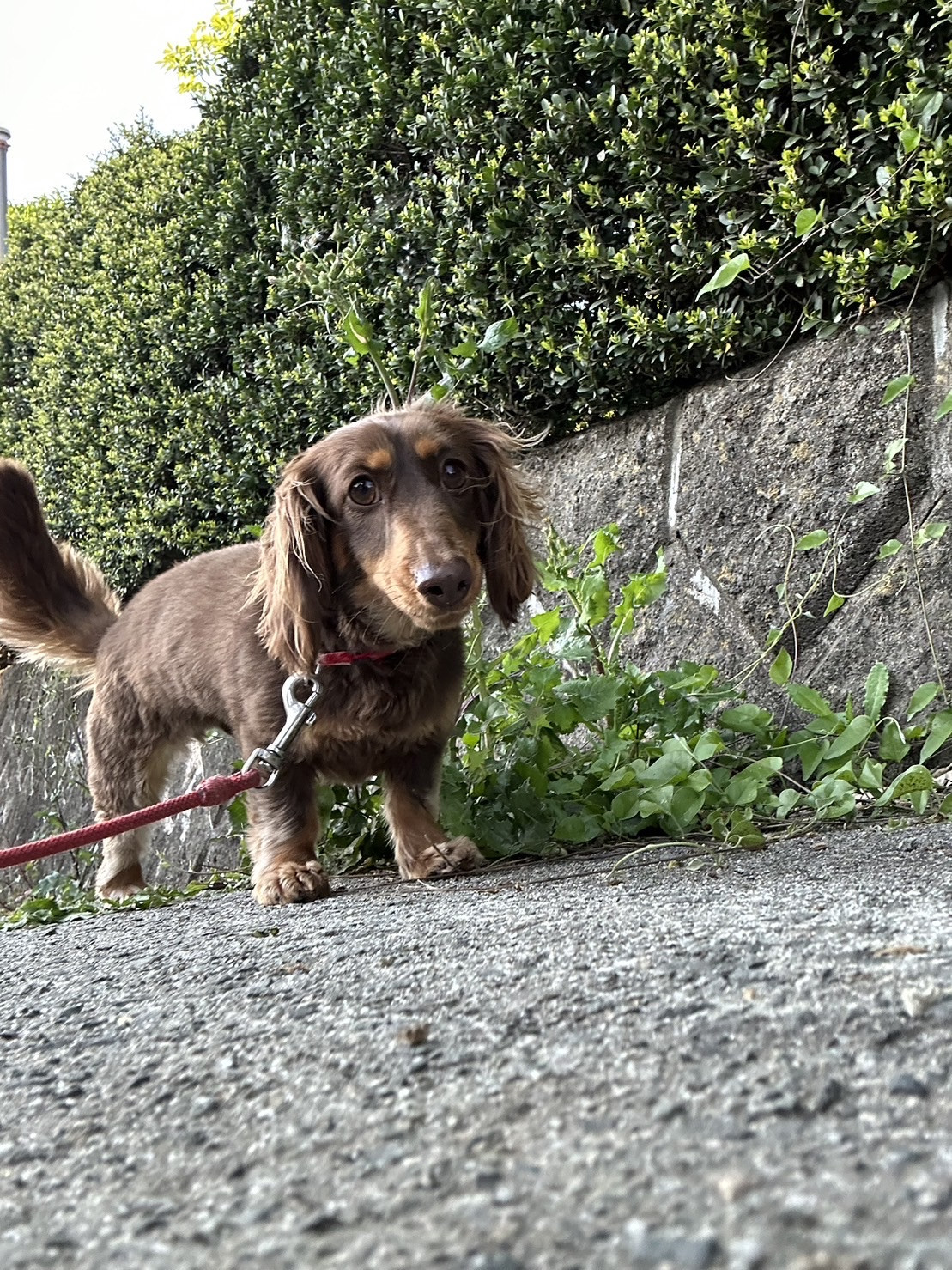 ダックスのシモンちゃん お泊まりの様子