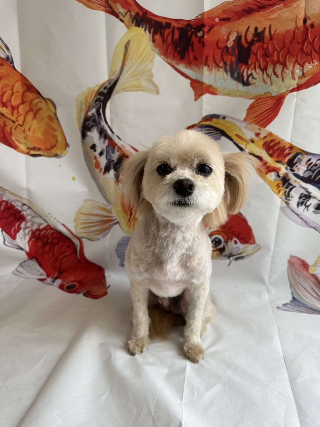 MIXのラフちゃん トリミングコース