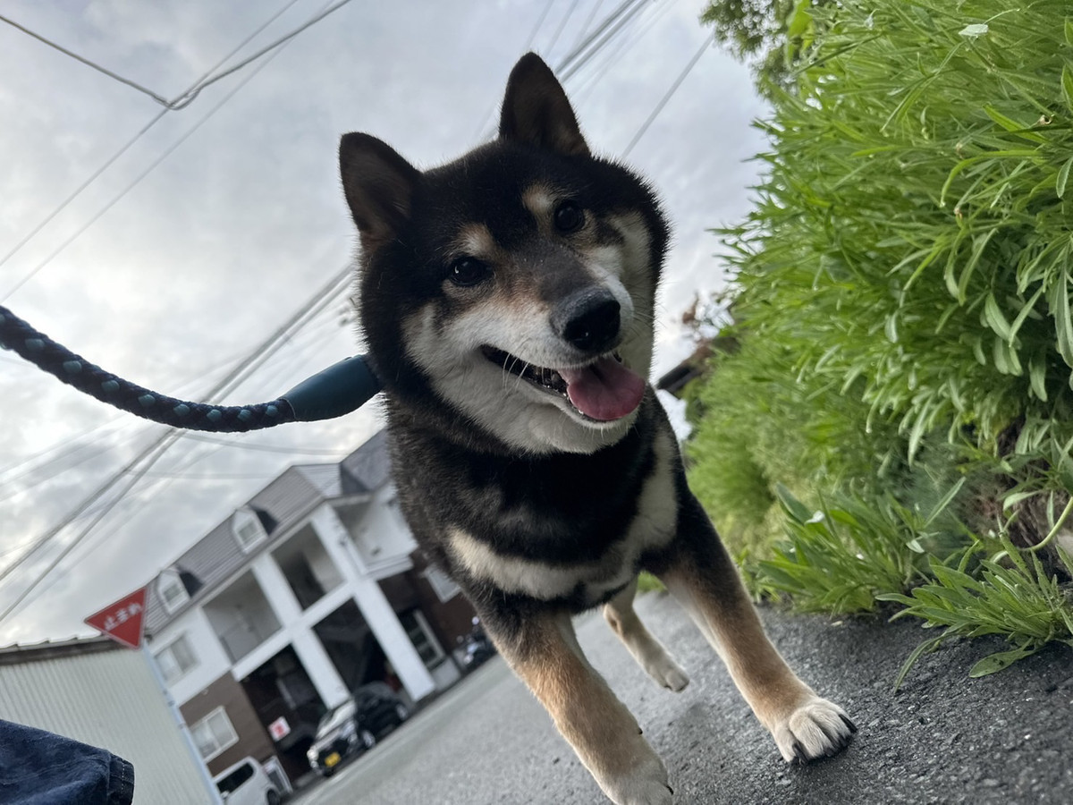 柴のくろ丸ちゃん お泊まりの様子