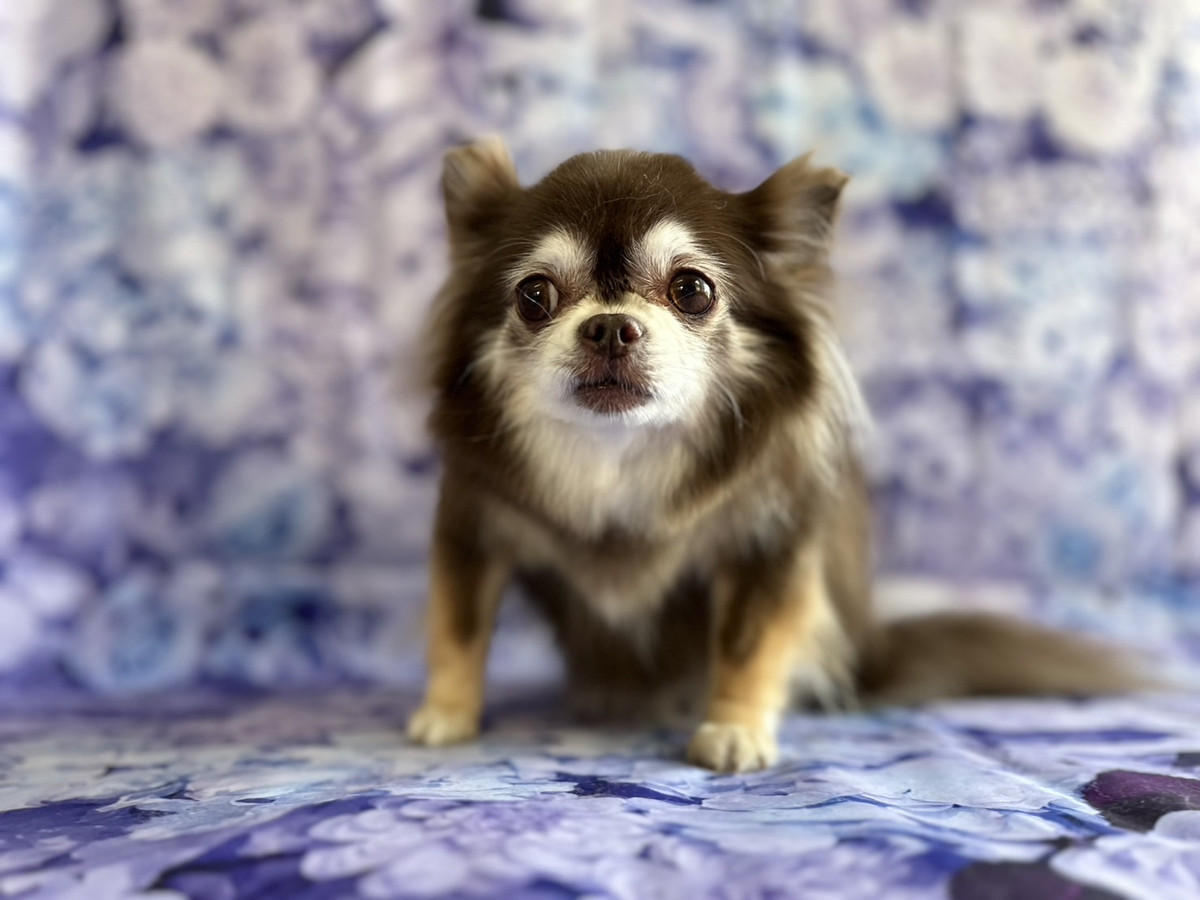 チワワのあんずちゃん グルーミングコ ース