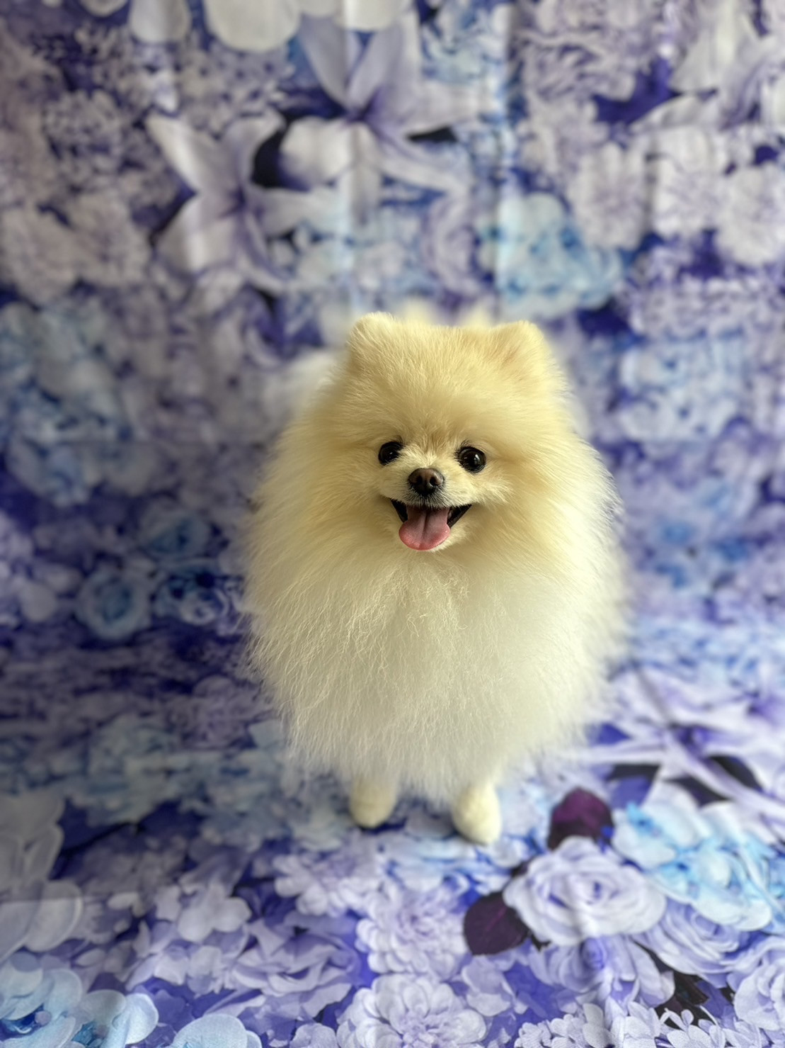 ポメラニアンのモナちゃん グルーミングコース