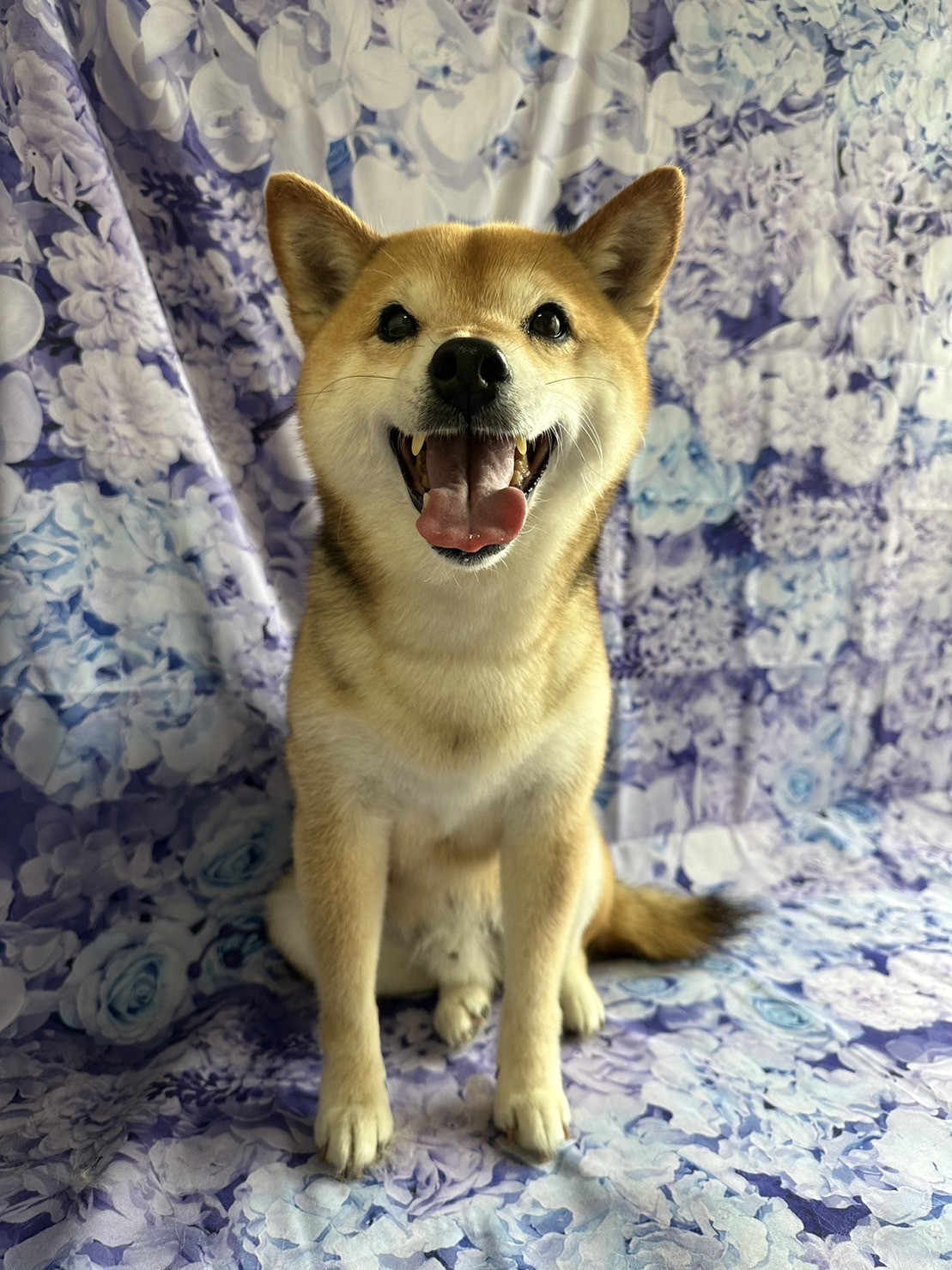 柴のちゃちゃ丸ちゃん シャンプーコース お爪切り 肛門腺