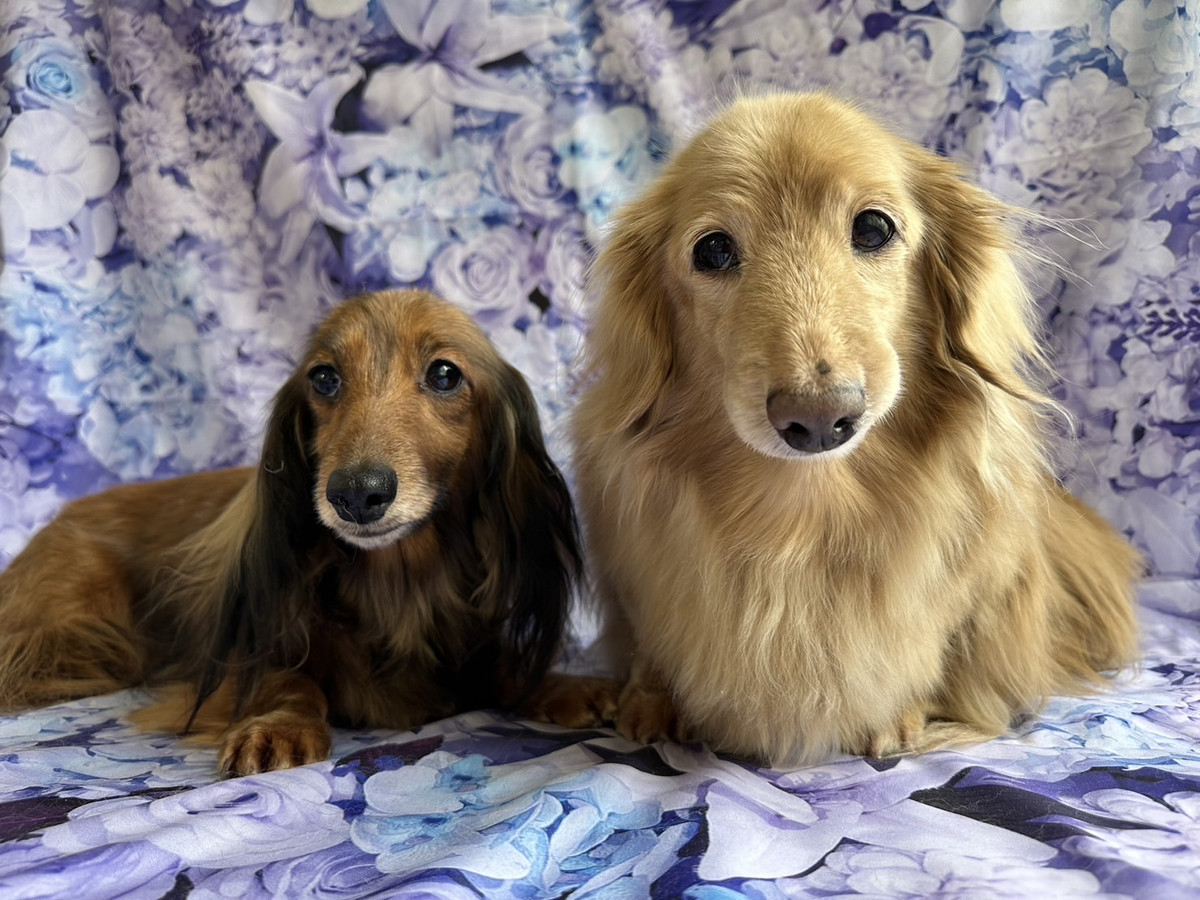 ダックスのきなこちゃん&ココアちゃん グルーミングコース 部分カット