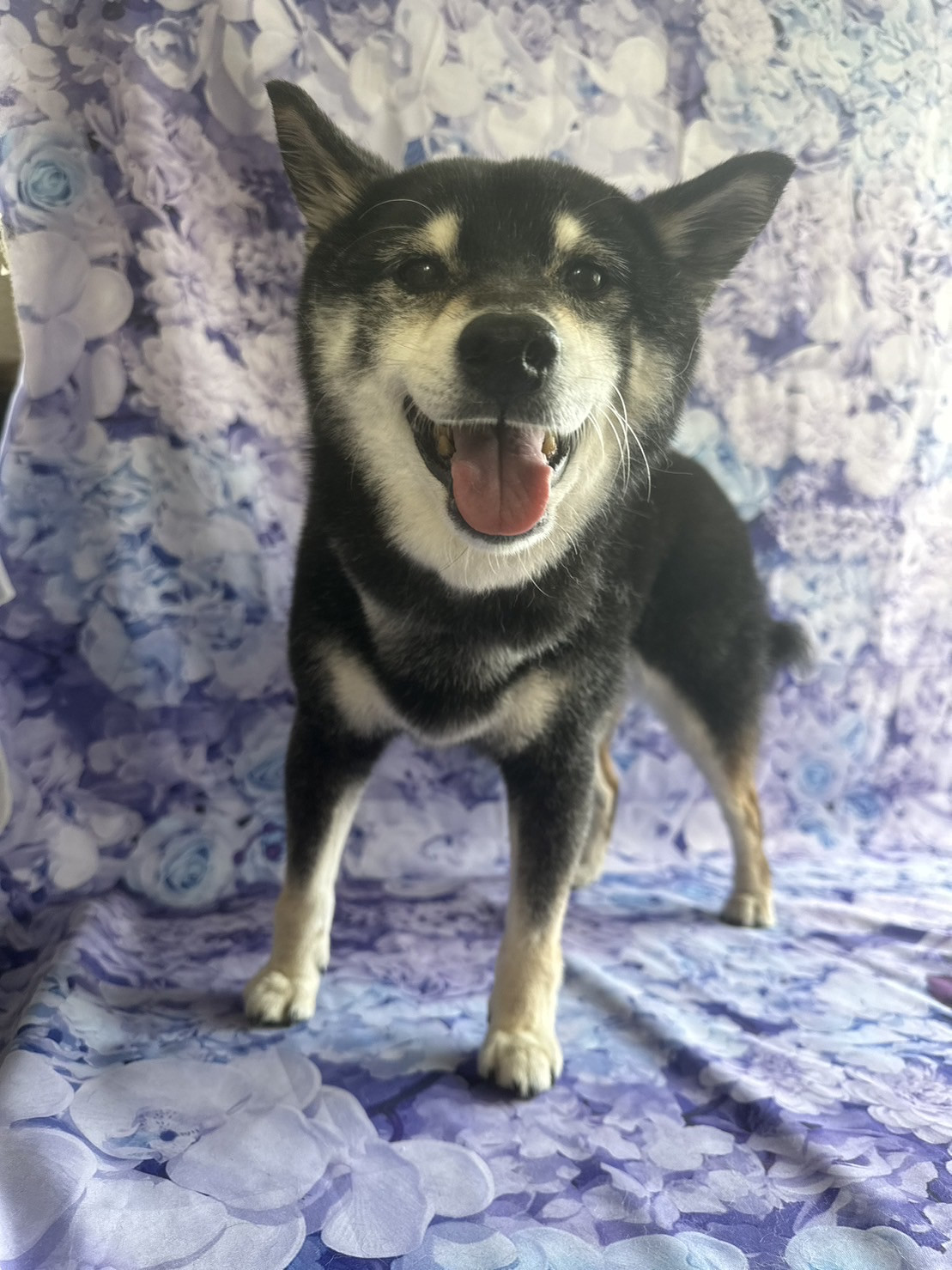 柴の椿ちゃん グルーミングコース