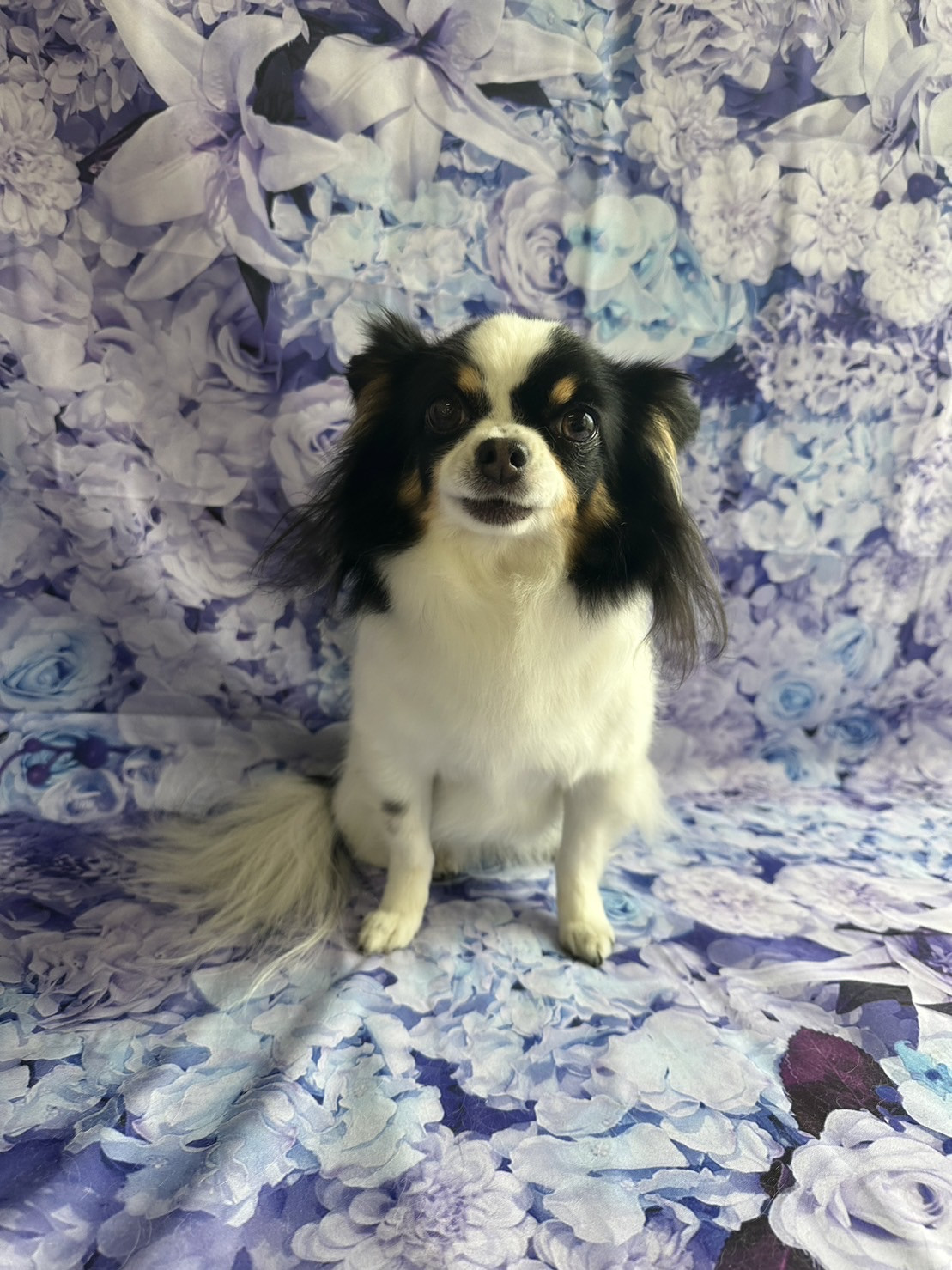 チワワのはなちゃん グルーミングコース 部分カット 炭酸泉