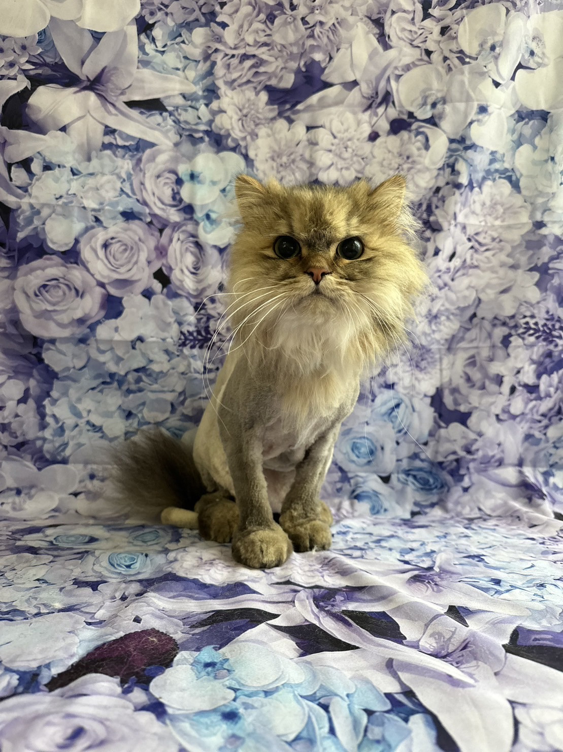 猫のハイジちゃん トリミングコース