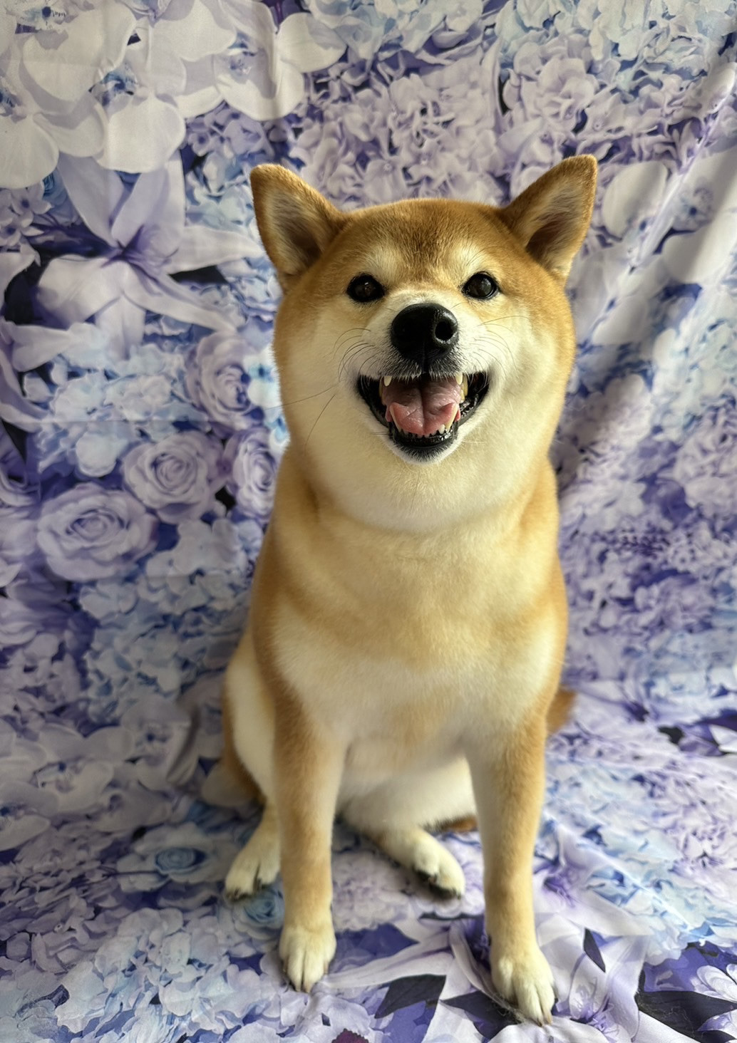 柴の葵ちゃん グルーミングコース