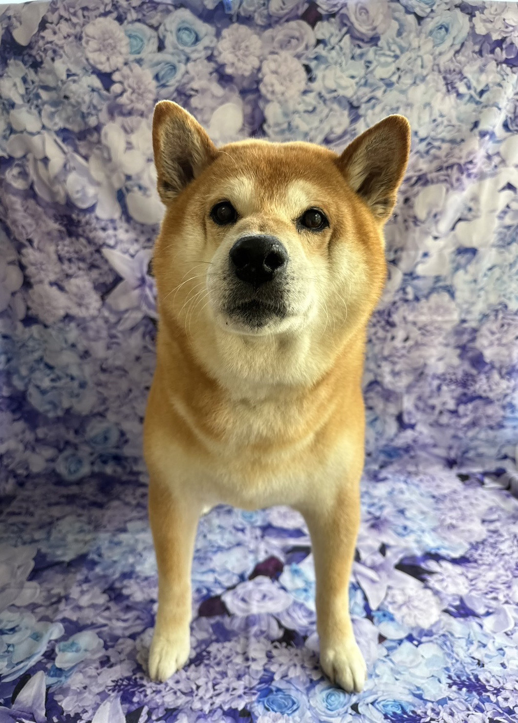 柴のコロンブスちゃん グルーミングコ ース