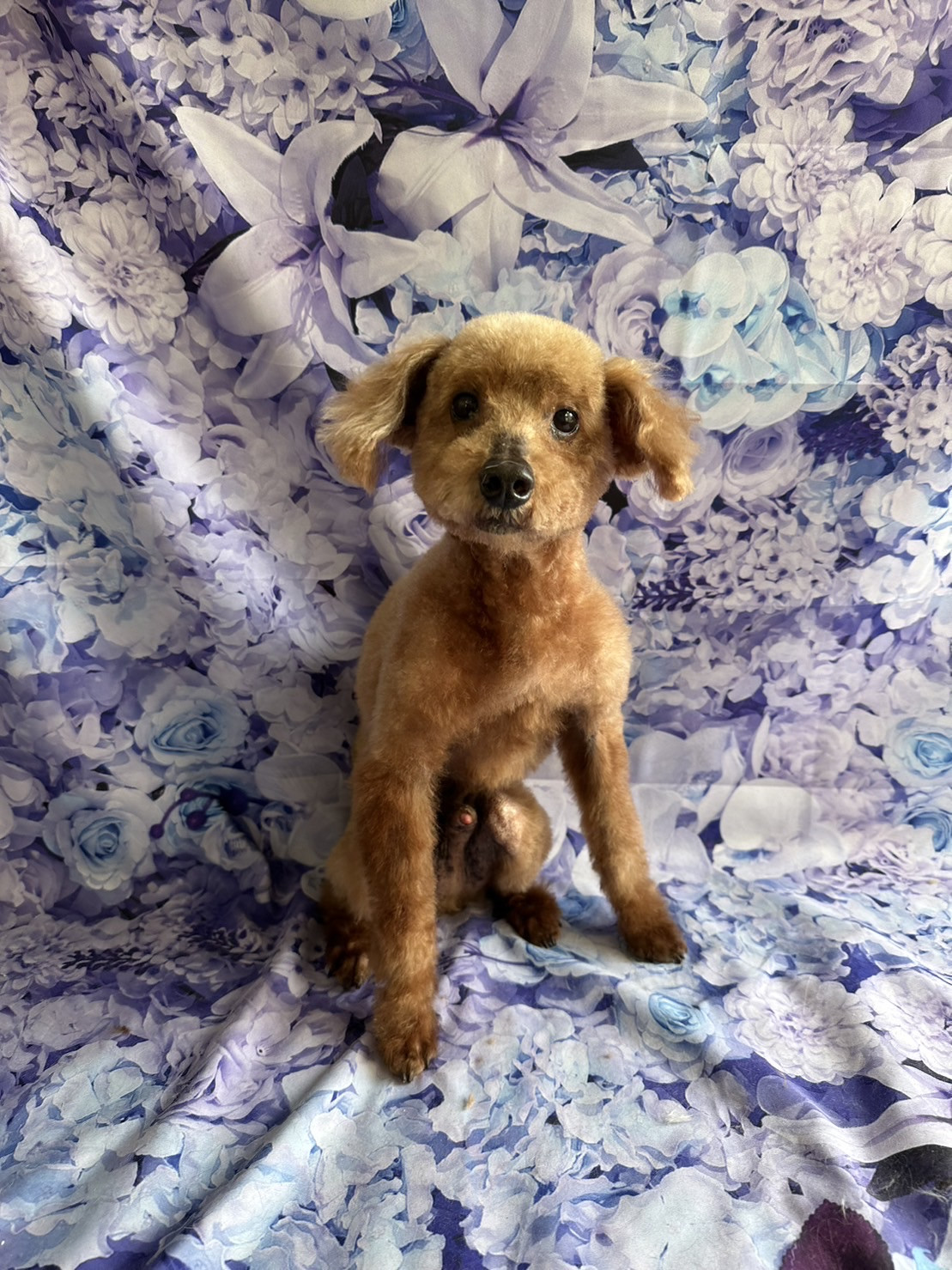 プードルのアルフちゃん トリミングコース デンタル