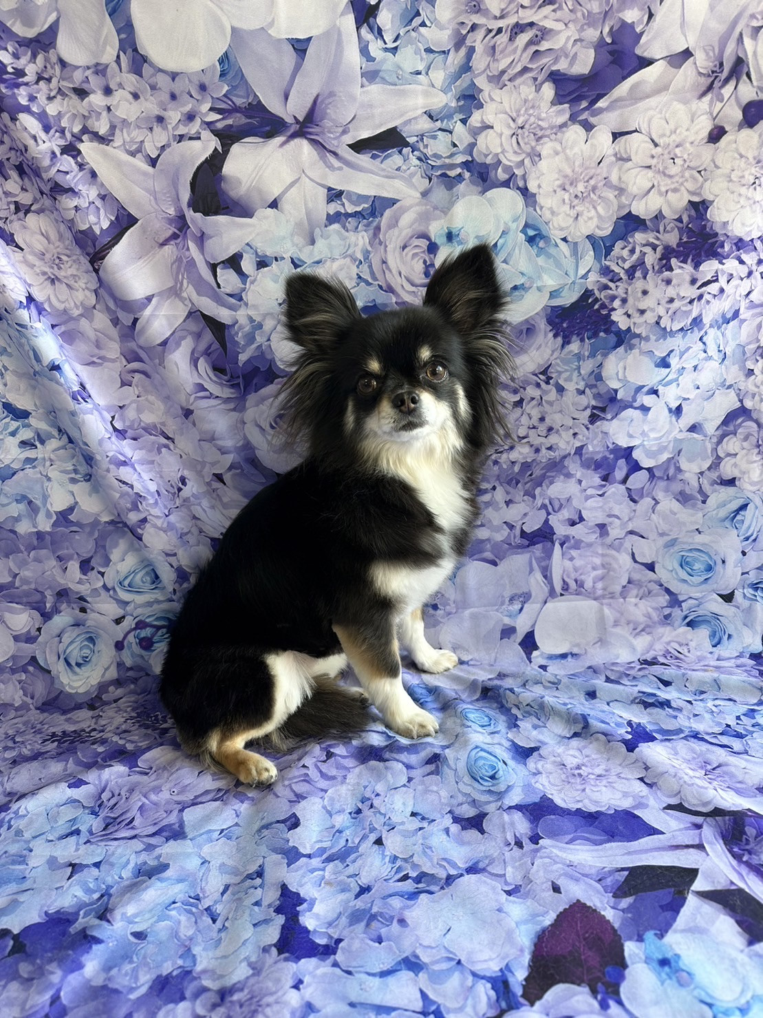 チワワのチョコちゃん トリミングコース