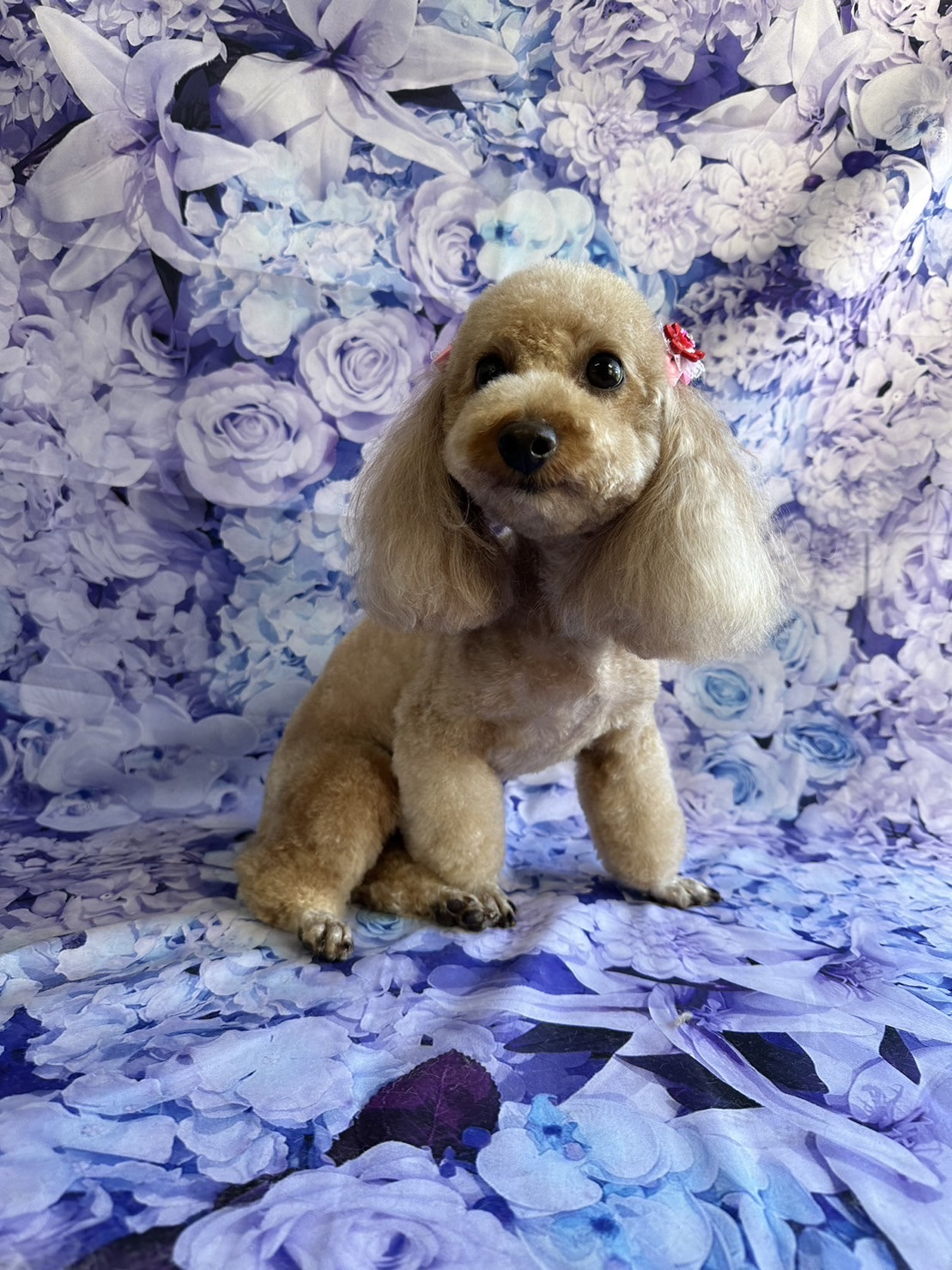 プードルの空ちゃん トリミングコース