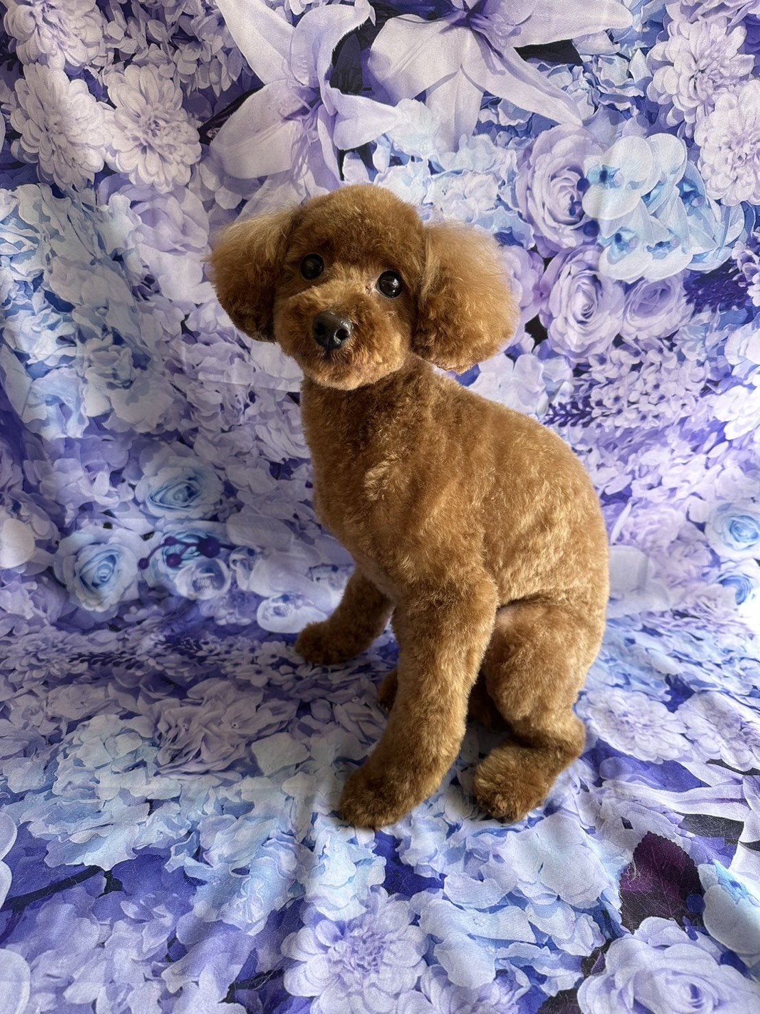 プードルのテンちゃん トリミングコース