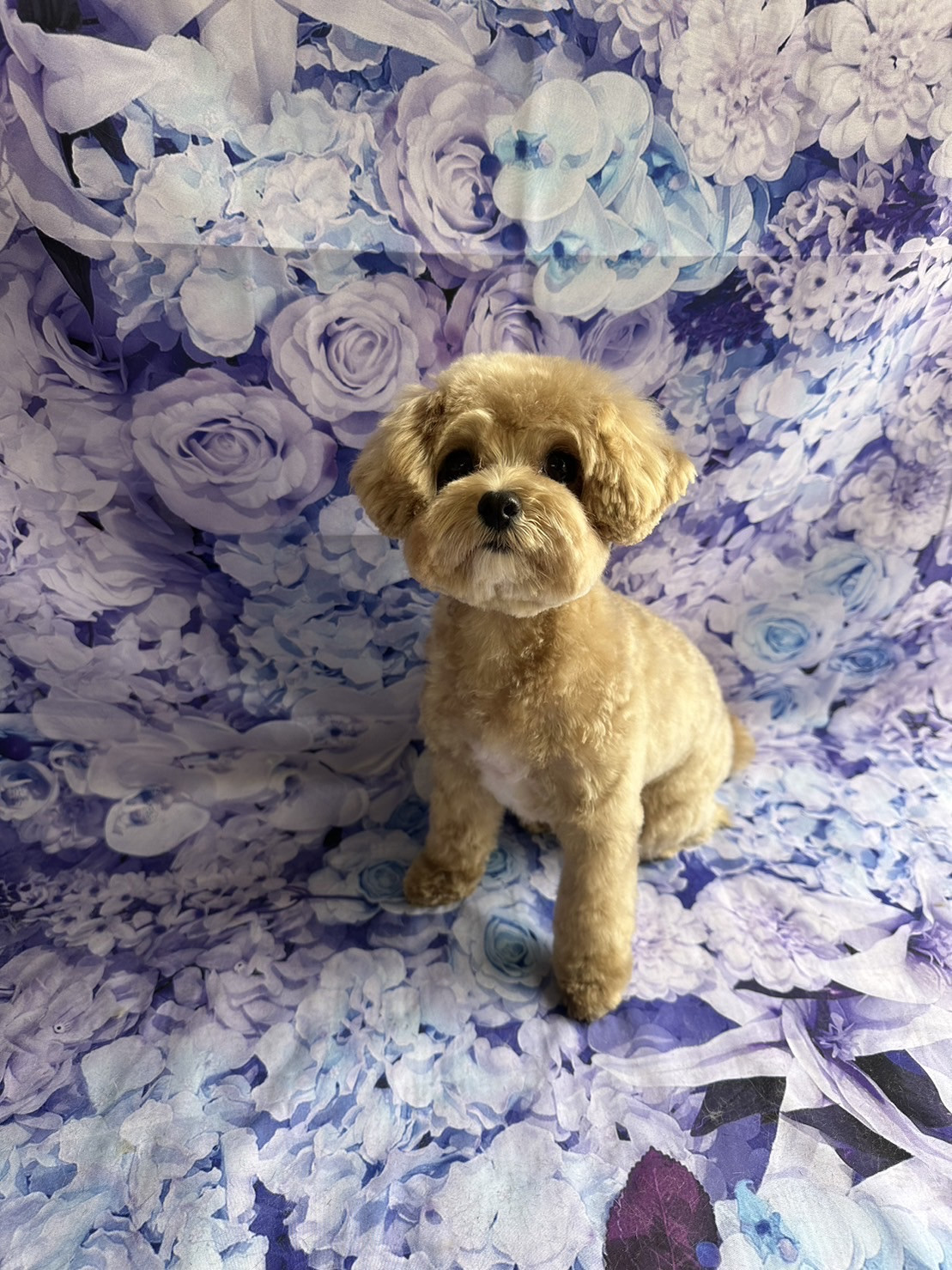 MIXのむぎちゃん トリミングコース