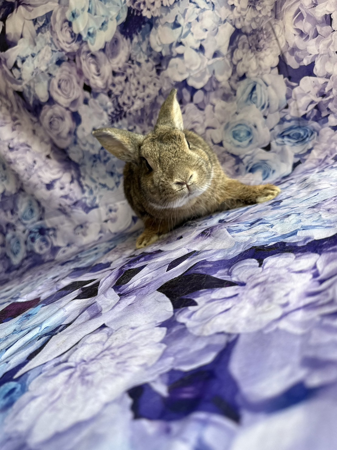 うさぎのピーターちゃん お爪切り