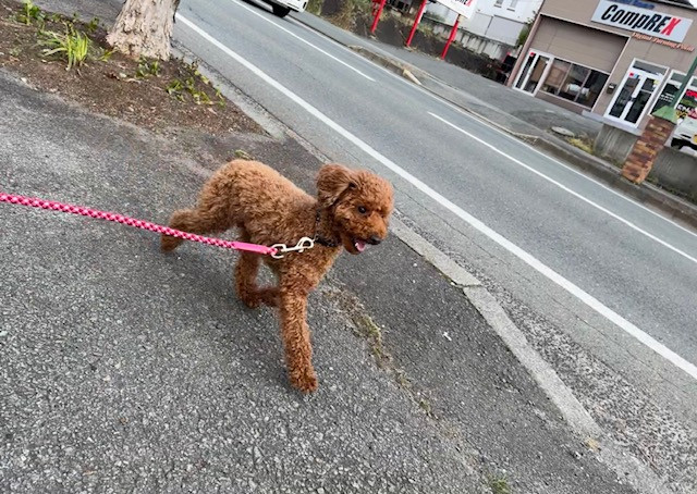 トイプードル テンちゃん お泊まりの様子