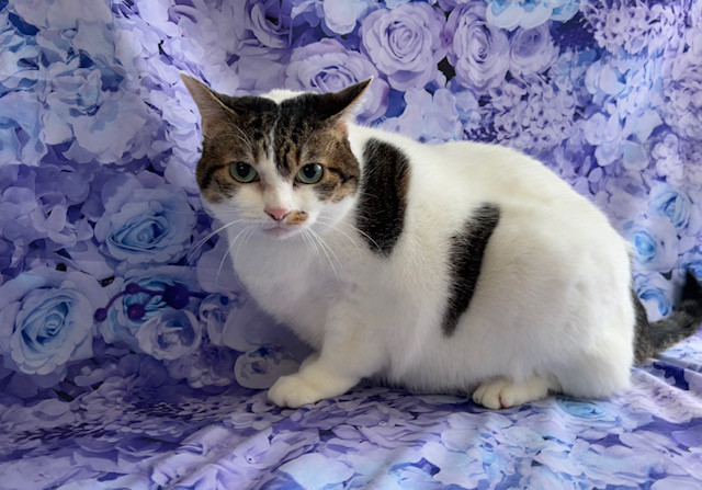 猫 ジヴェルニーちゃん シャンプーコース