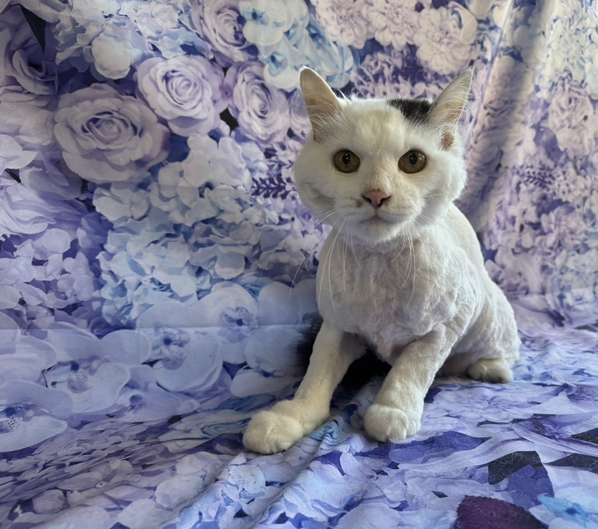 猫のチーコちゃん トリミングコース