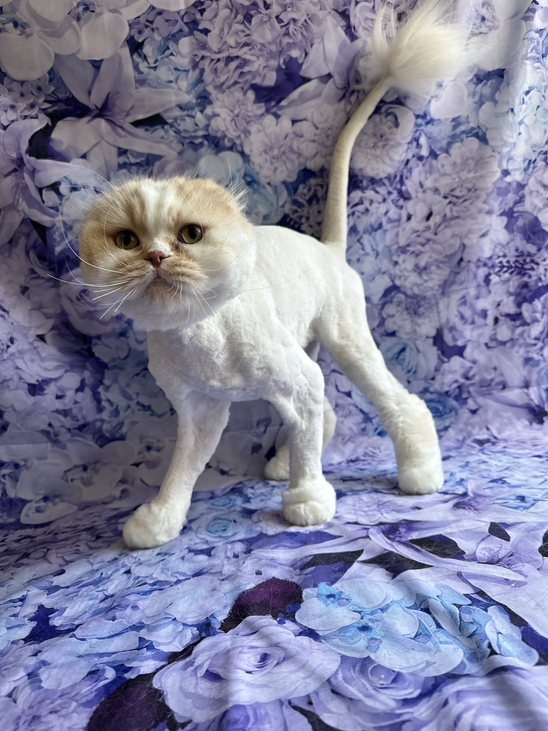 猫のマロンちゃん トリミングコース