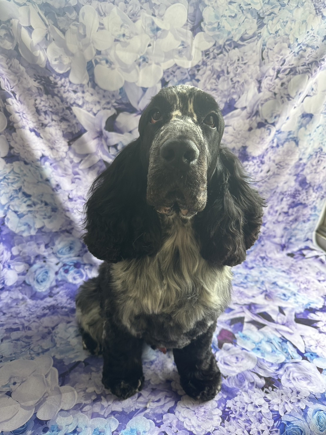 EコッカーのWillちゃん トリミングコ ース