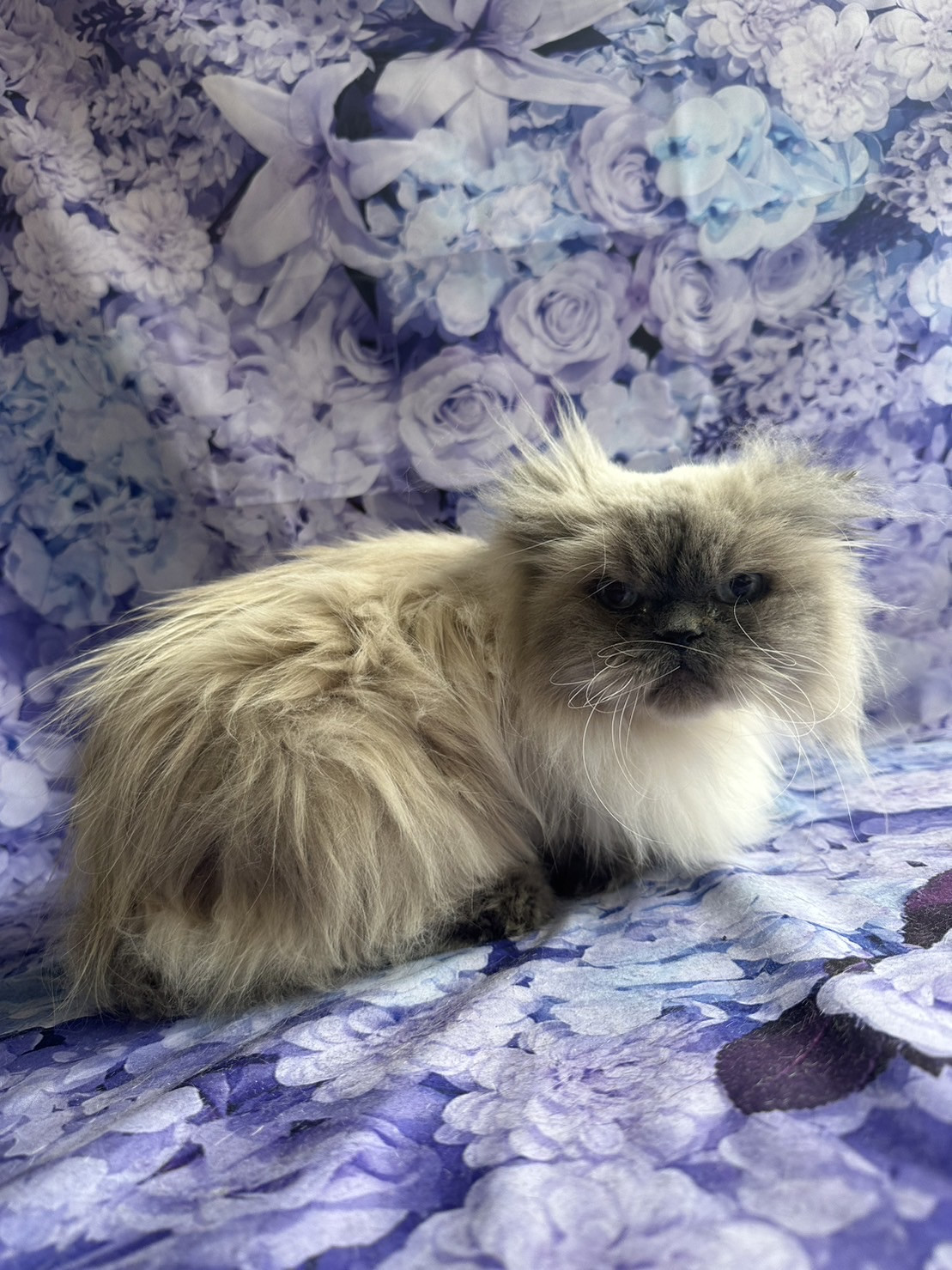 猫のぶりちゃん お爪切り 肛門周り