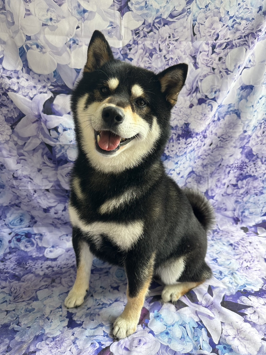 柴の雷ちゃん グルーミングコース