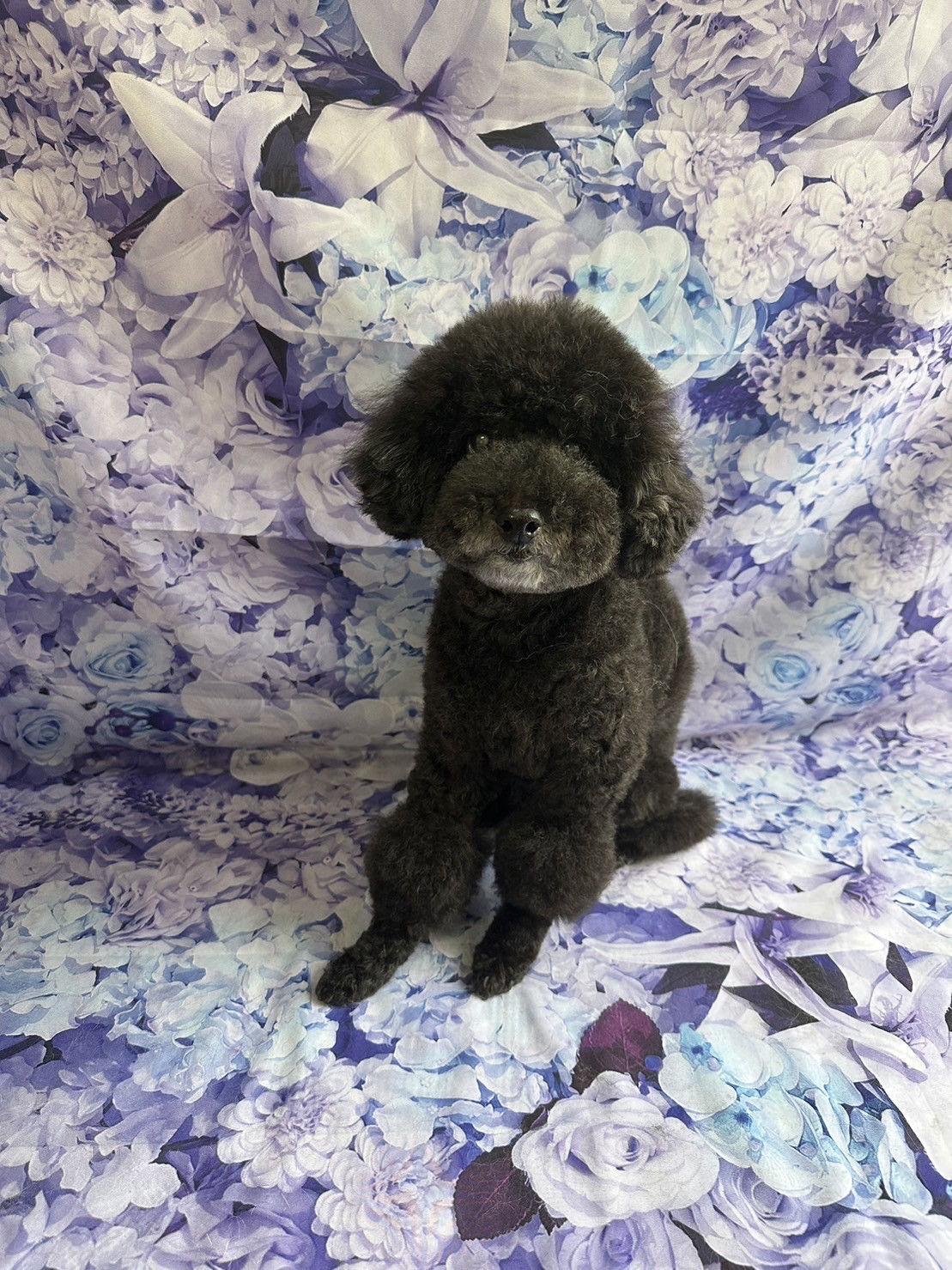 プードルのクールちゃん グルーミングコース