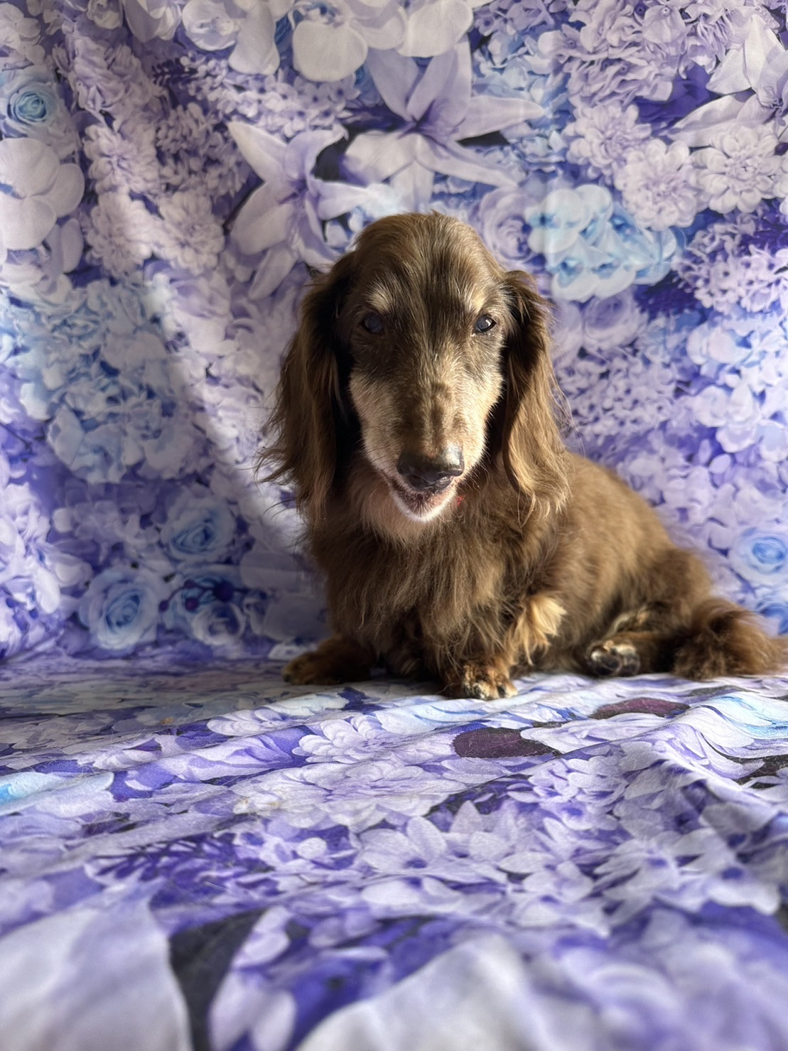 ダックスのジェイちゃん オプションコース 部分カット