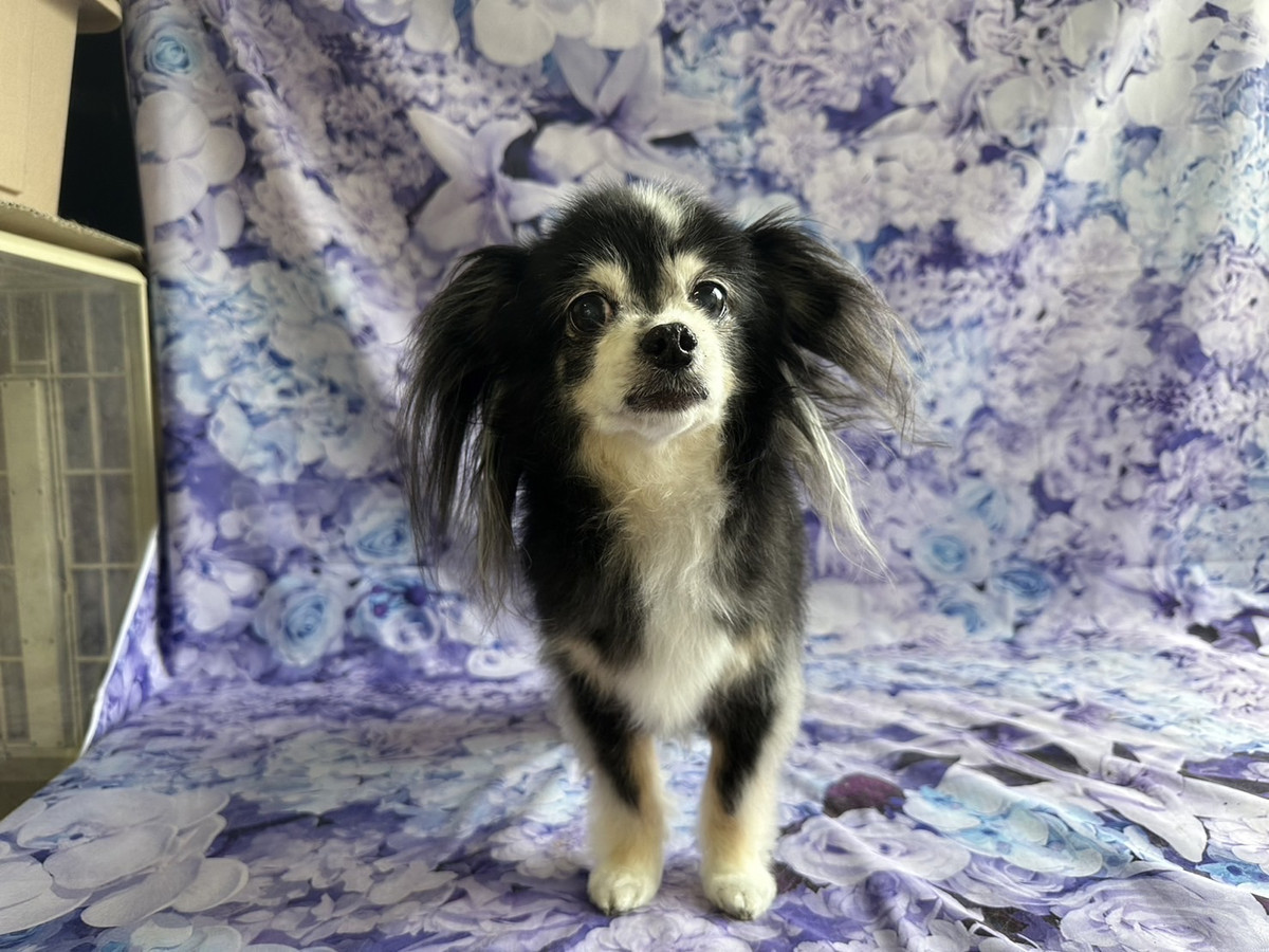 チワワのエルちゃん グルーミングコース