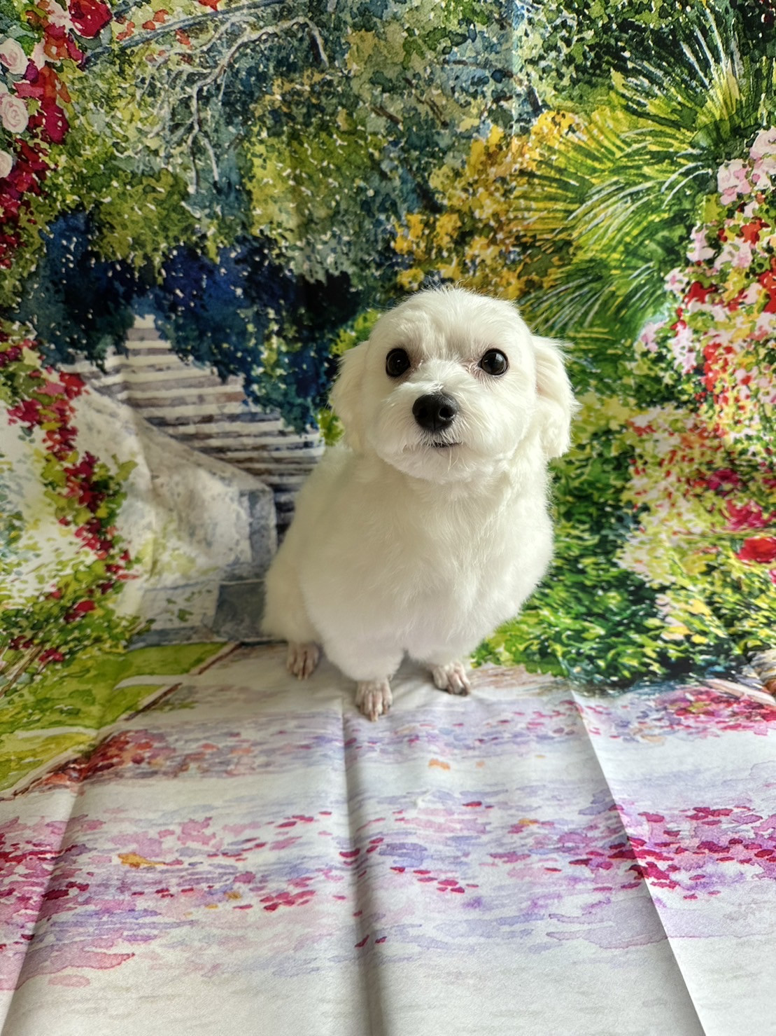 マルチーズのクッキーちゃん グルーミングコース 部分カ ット