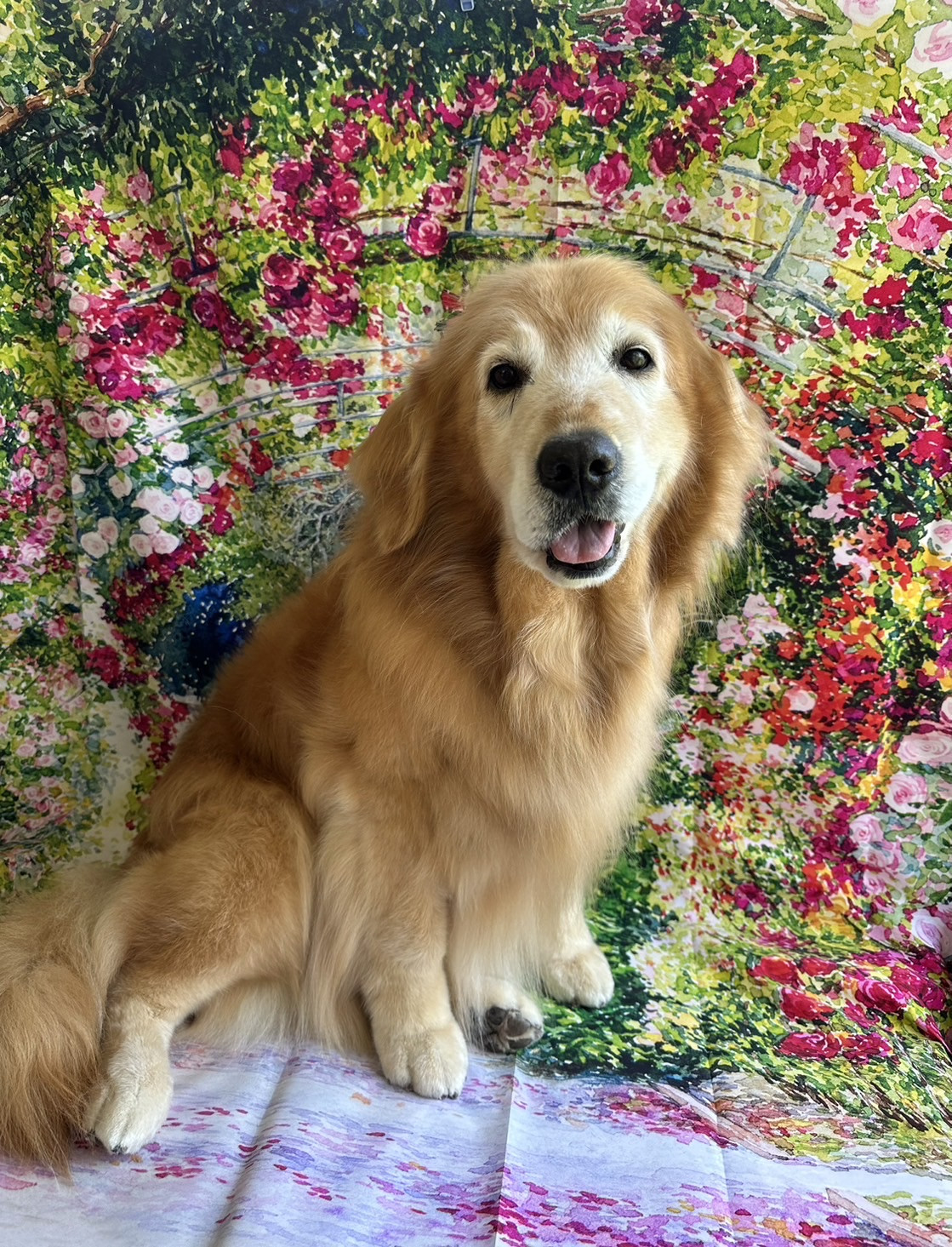 ゴールデンのマルちゃん グルーミングコース